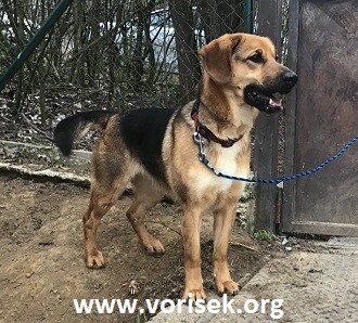 Xenka, zdroj: Útulek Voříšek