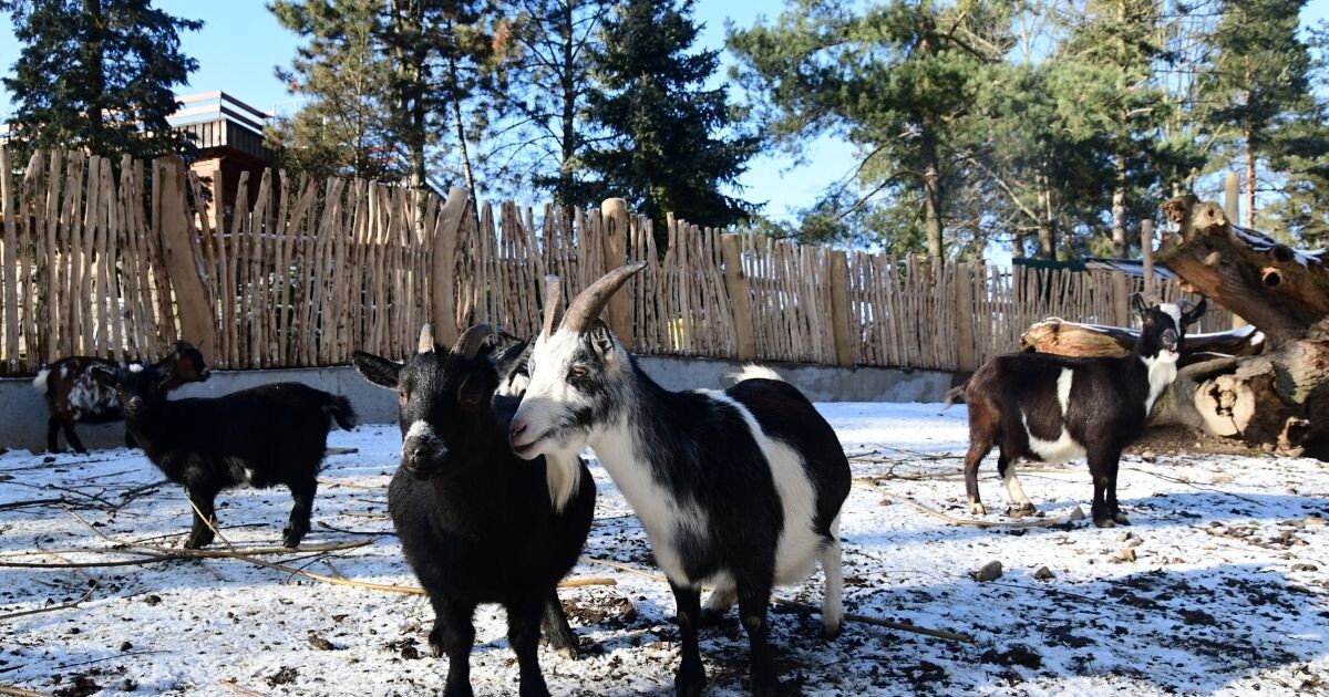 Zdroj: Zoo Olomouc