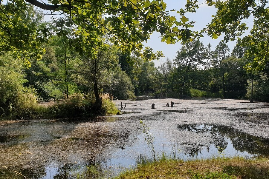 Zdroj: Příroda ve městě
