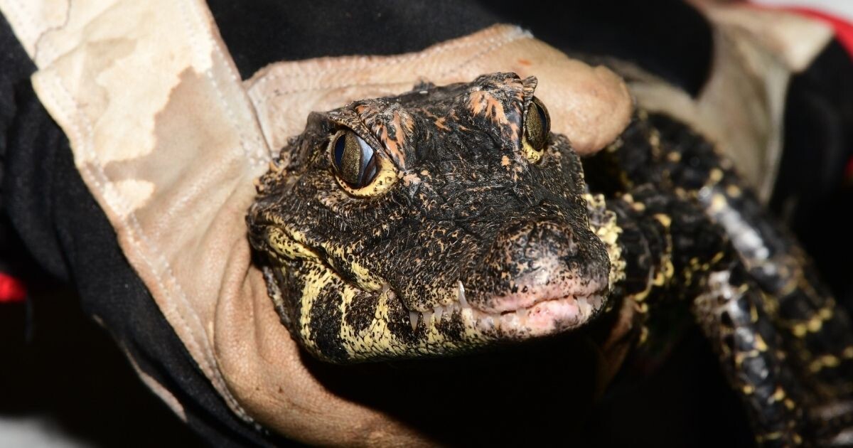 Zdroj: Zoo Olomouc