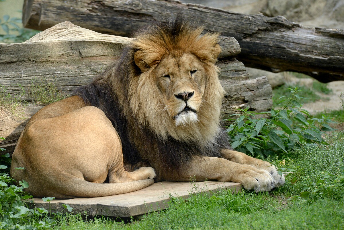 Zdroj: Zoo Olomouc