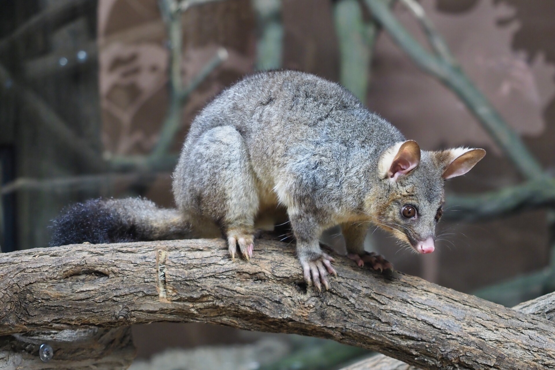 Zdroj: Zoo Olomouc