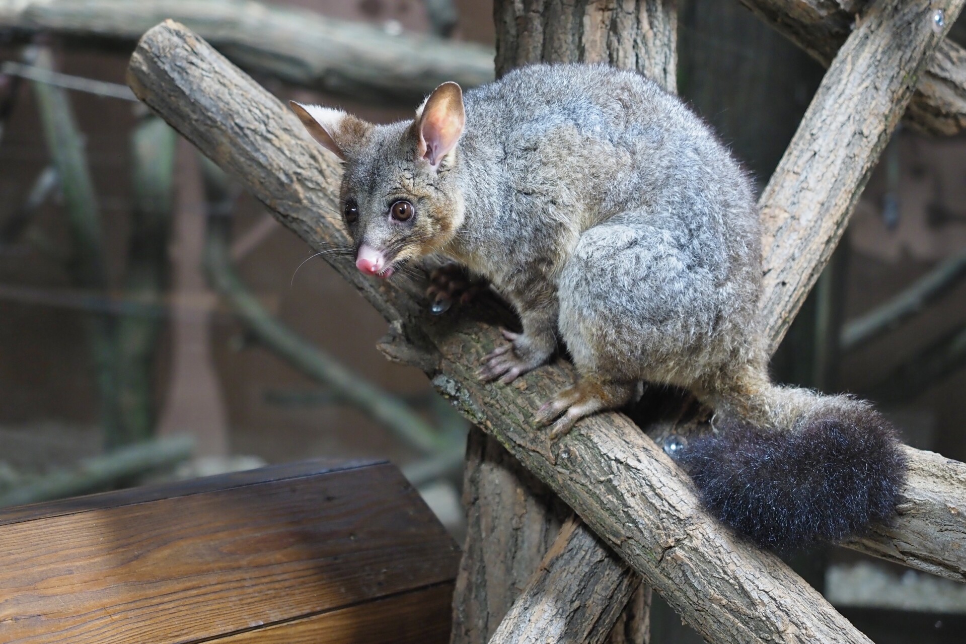 Zdroj: Zoo Olomouc