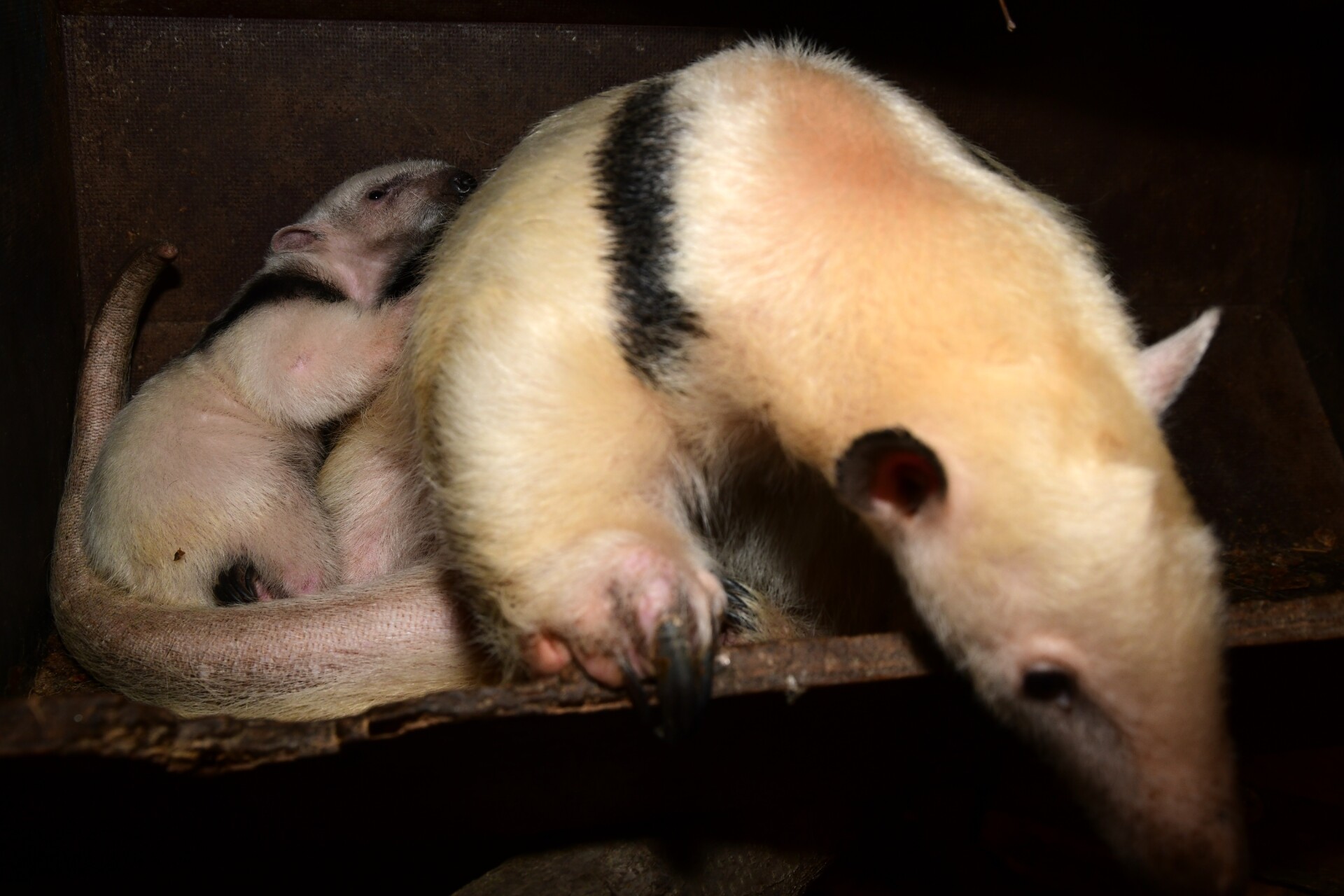Zdroj: Zoo Olomouc