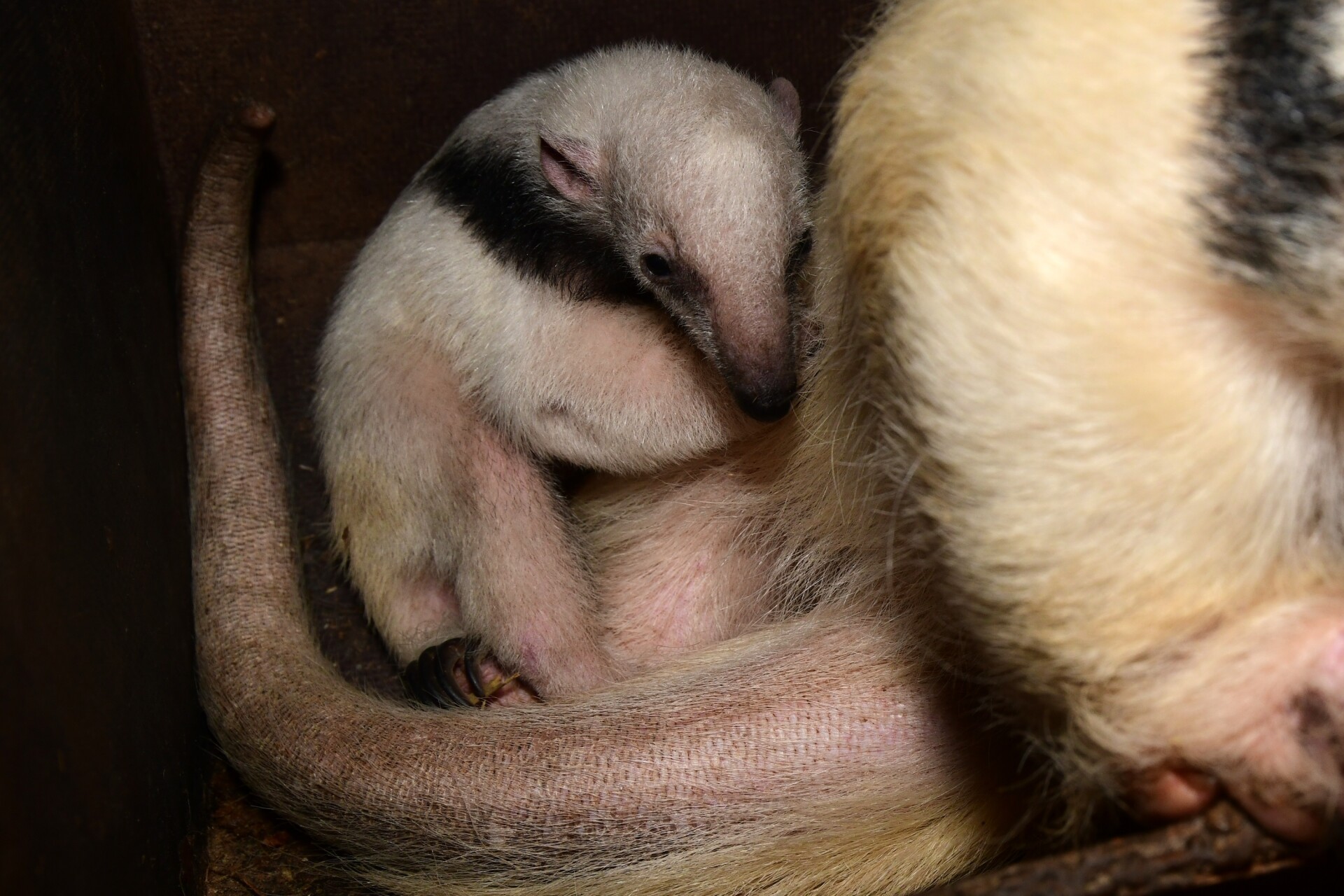 Zdroj: Zoo Olomouc