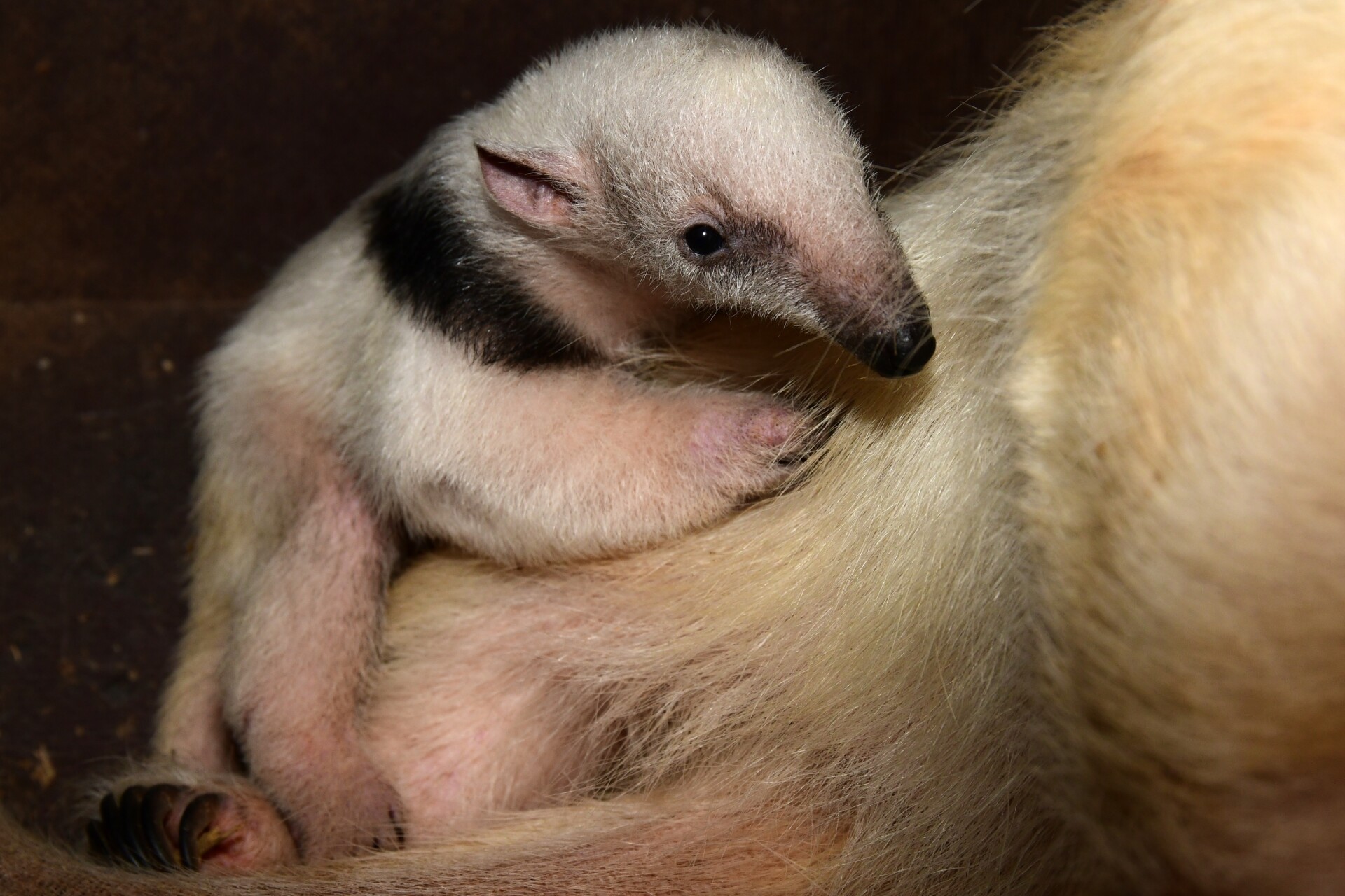 Zdroj: Zoo Olomouc