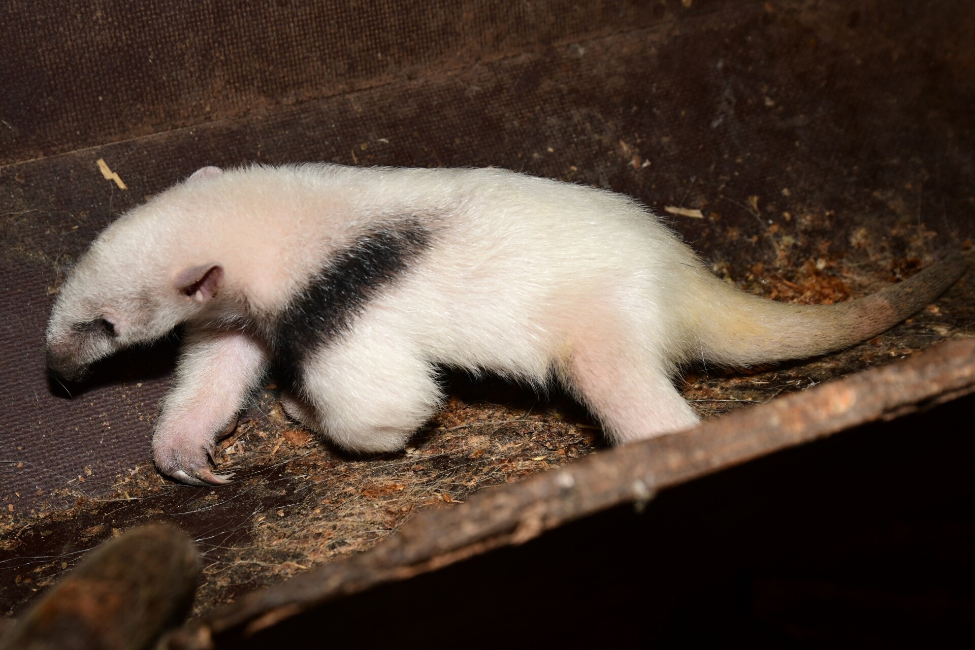Zdroj: Zoo Olomouc