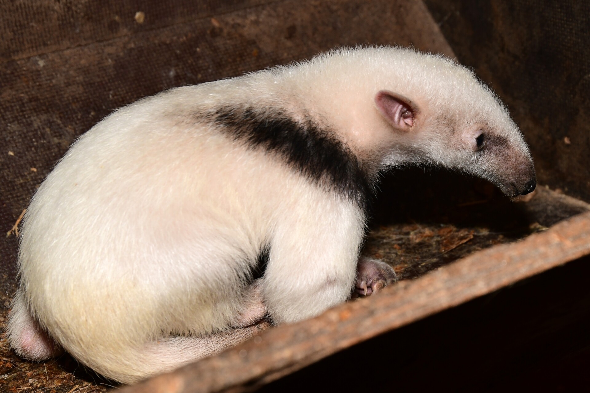 Zdroj: Zoo Olomouc