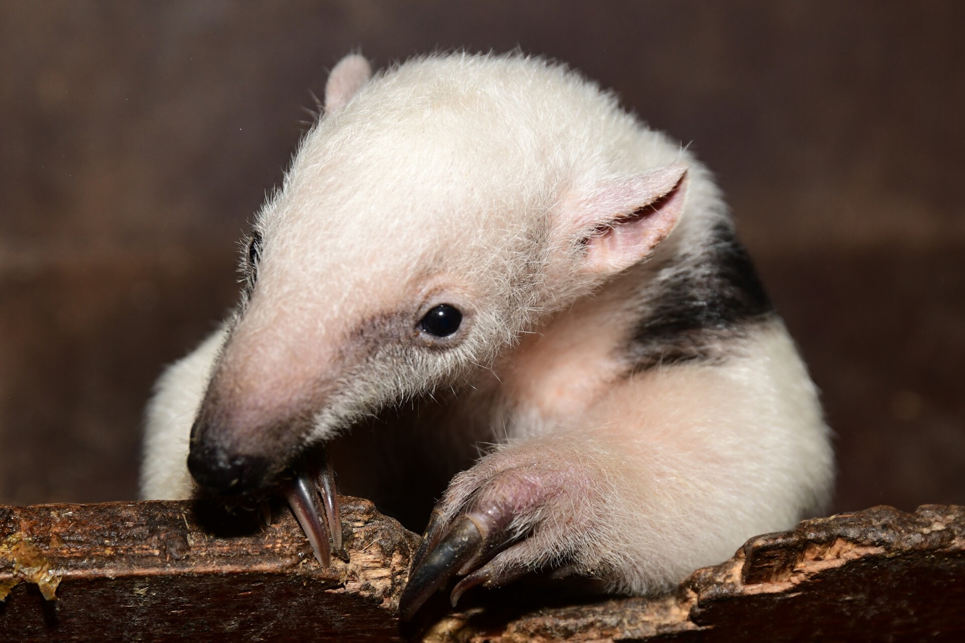 Zdroj: Zoo Olomouc