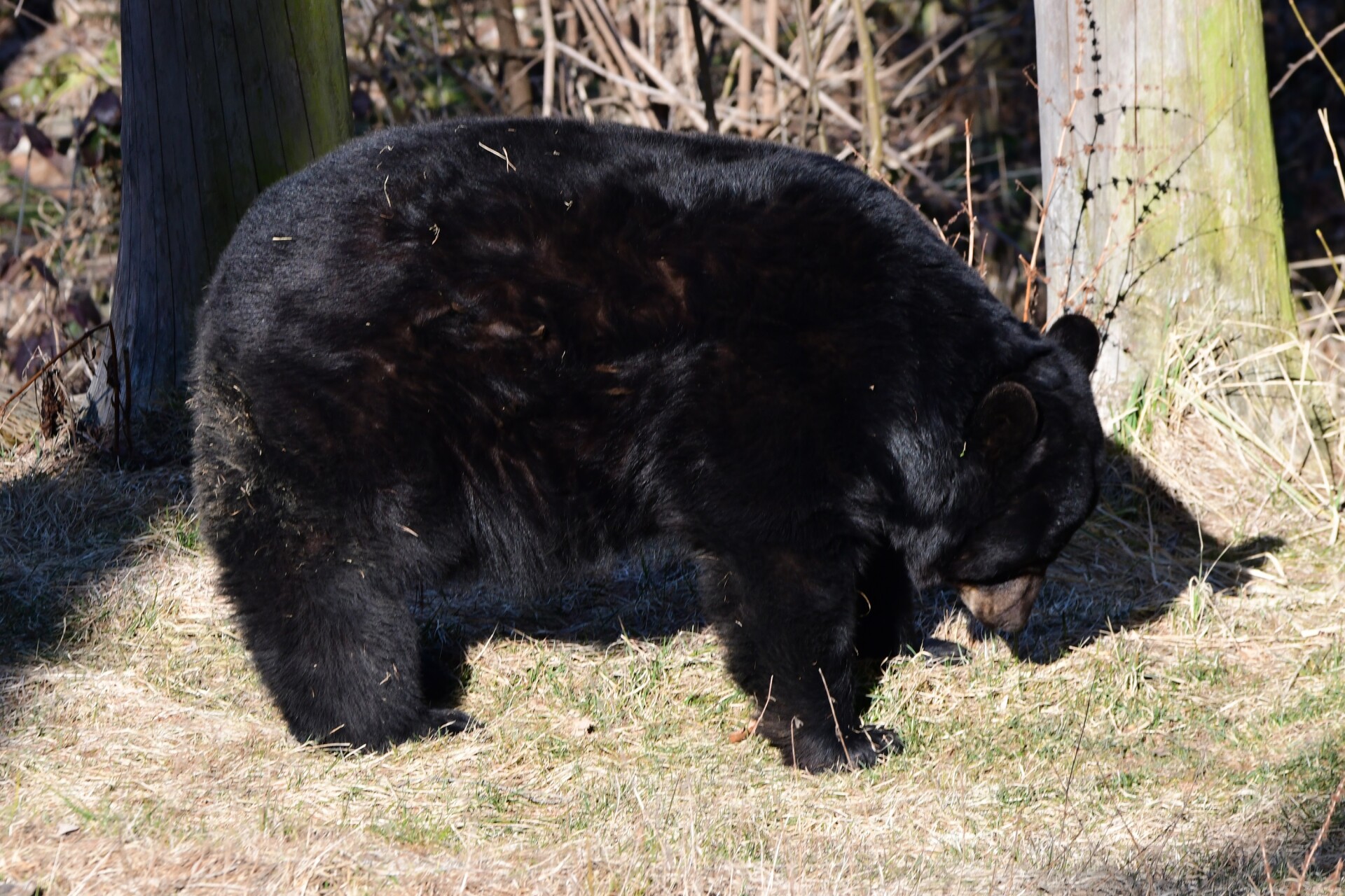 Zdroj: Zoo Olomouc
