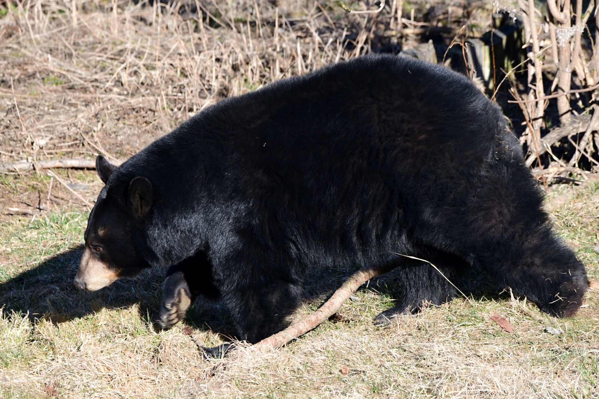 Zdroj: Zoo Olomouc