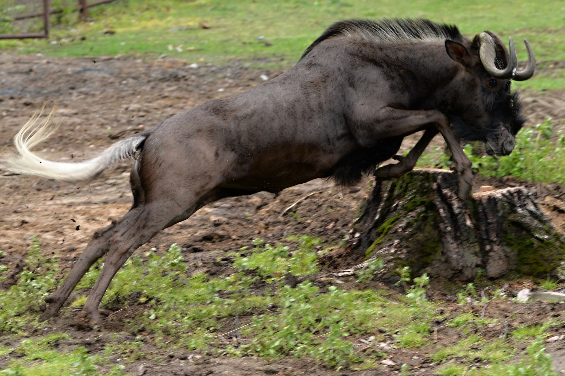 Zdroj: Zoo Olomouc