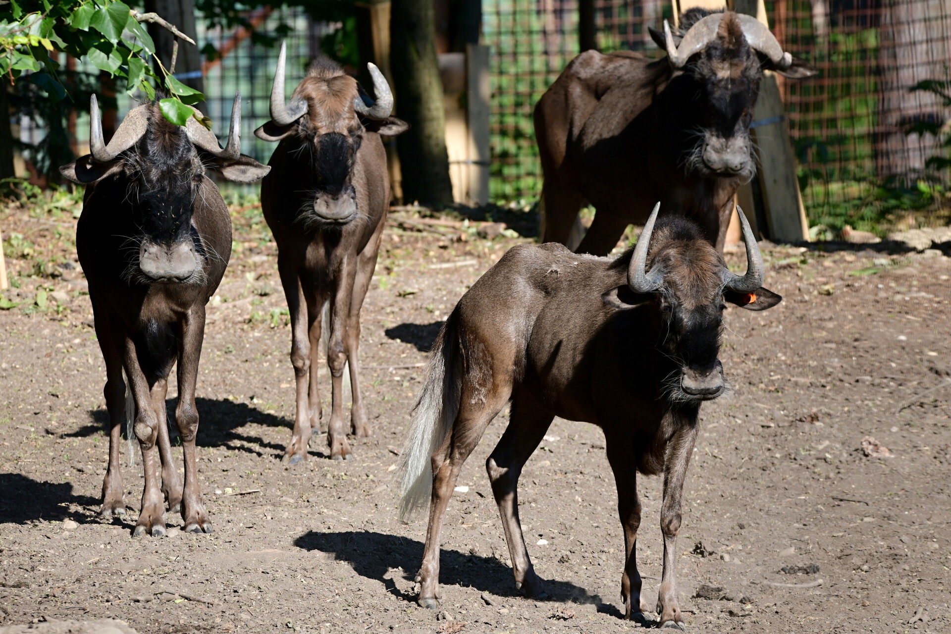Zdroj: Zoo Olomouc