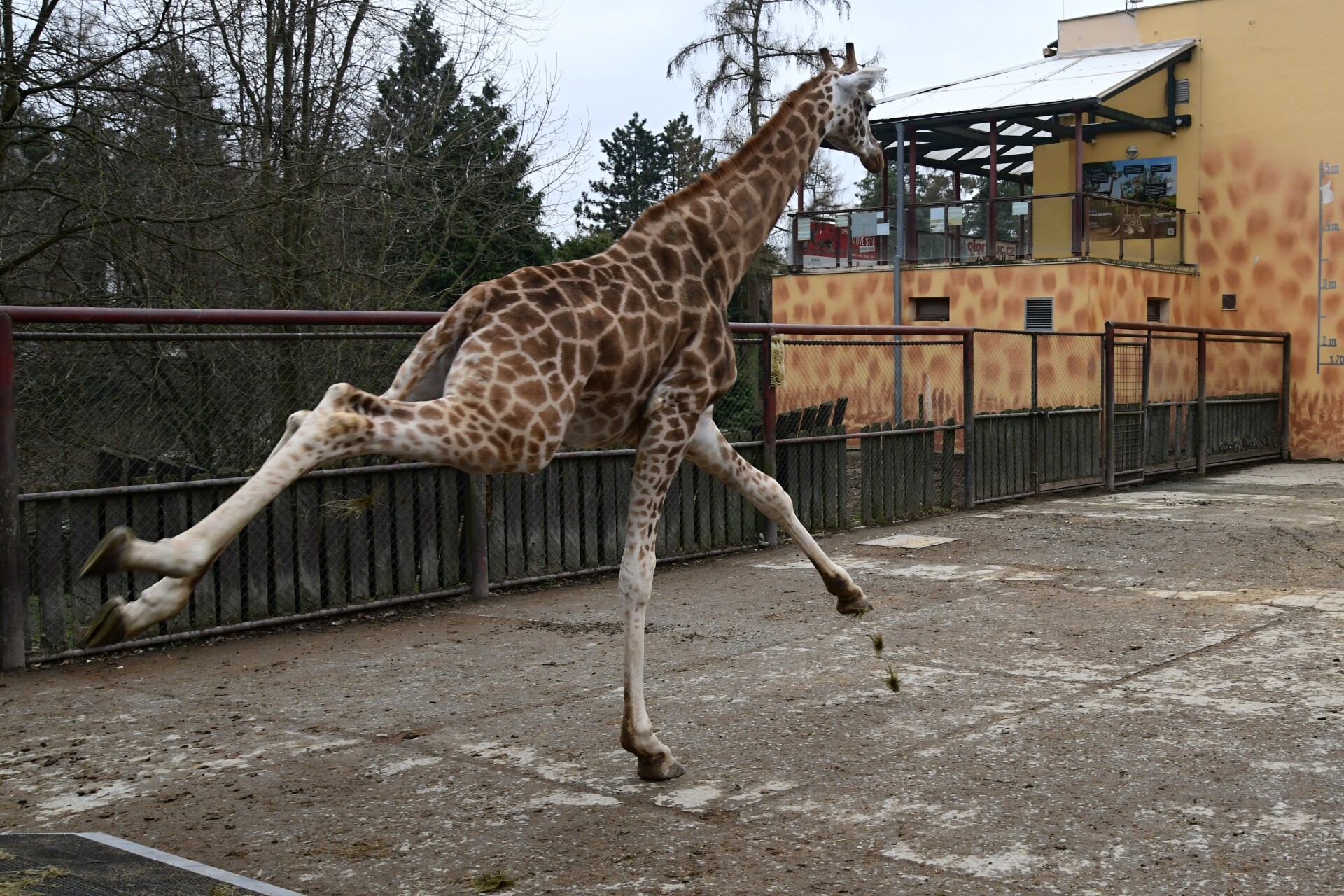Zdroj: Zoo Olomouc
