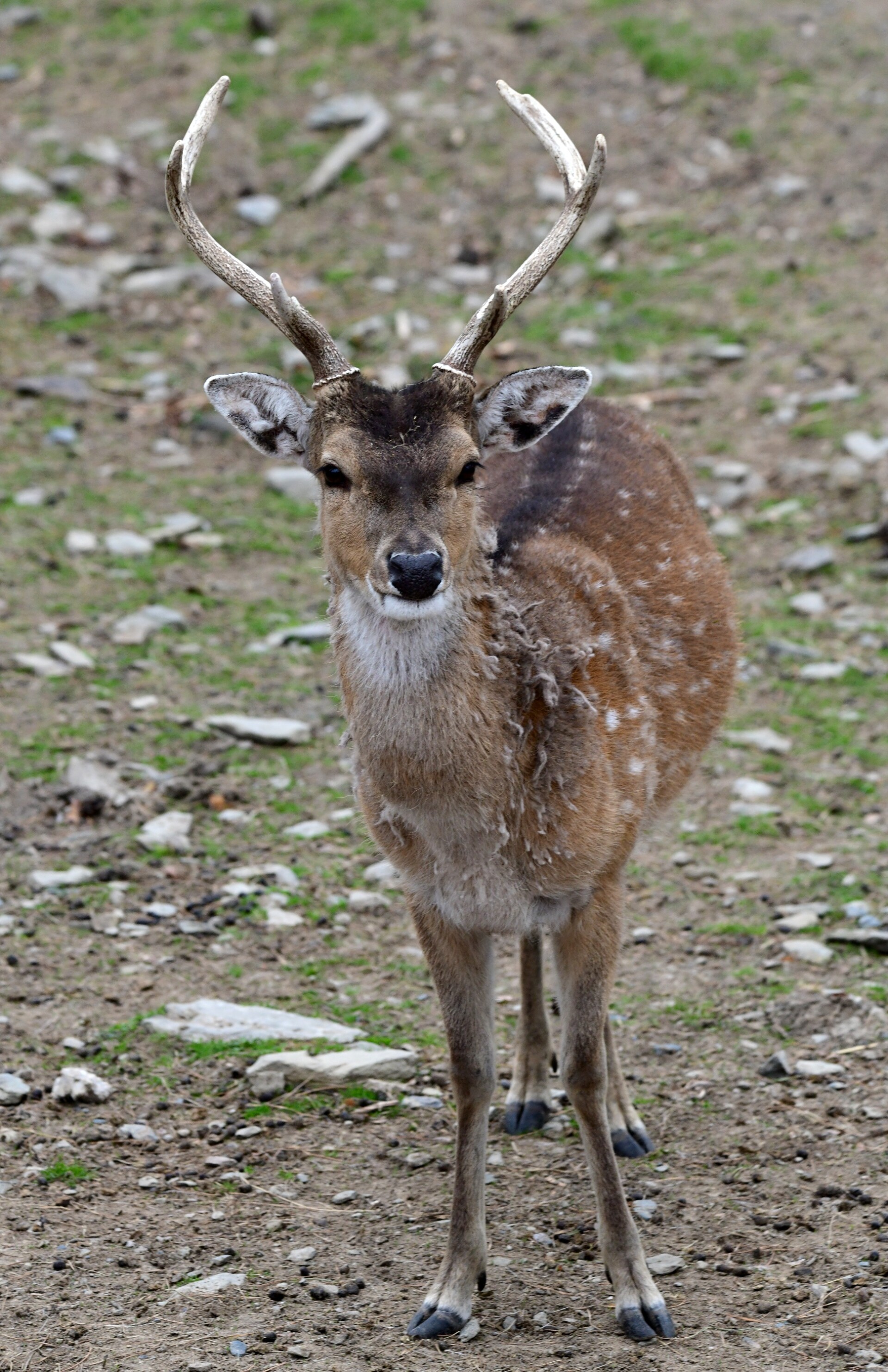 Zdroj: Zoo Olomouc