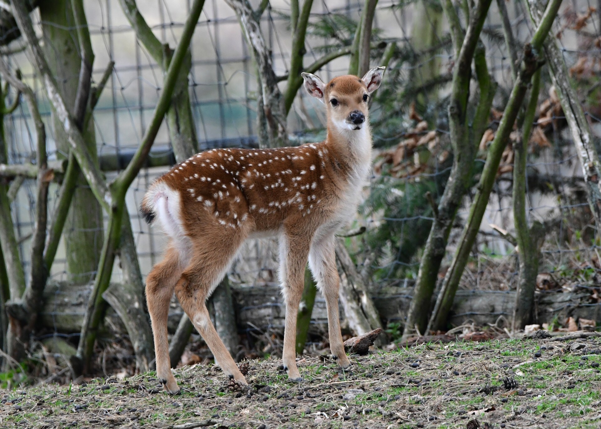 Zdroj: Zoo Olomouc