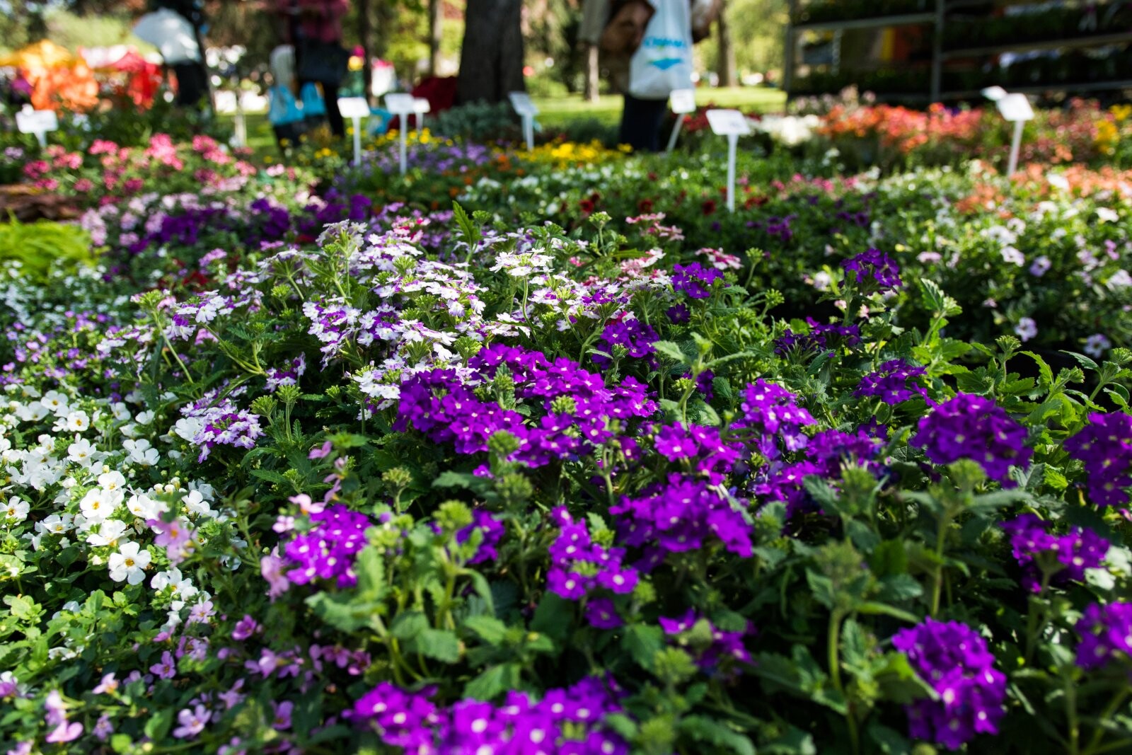 Zdroj: Flora Olomouc