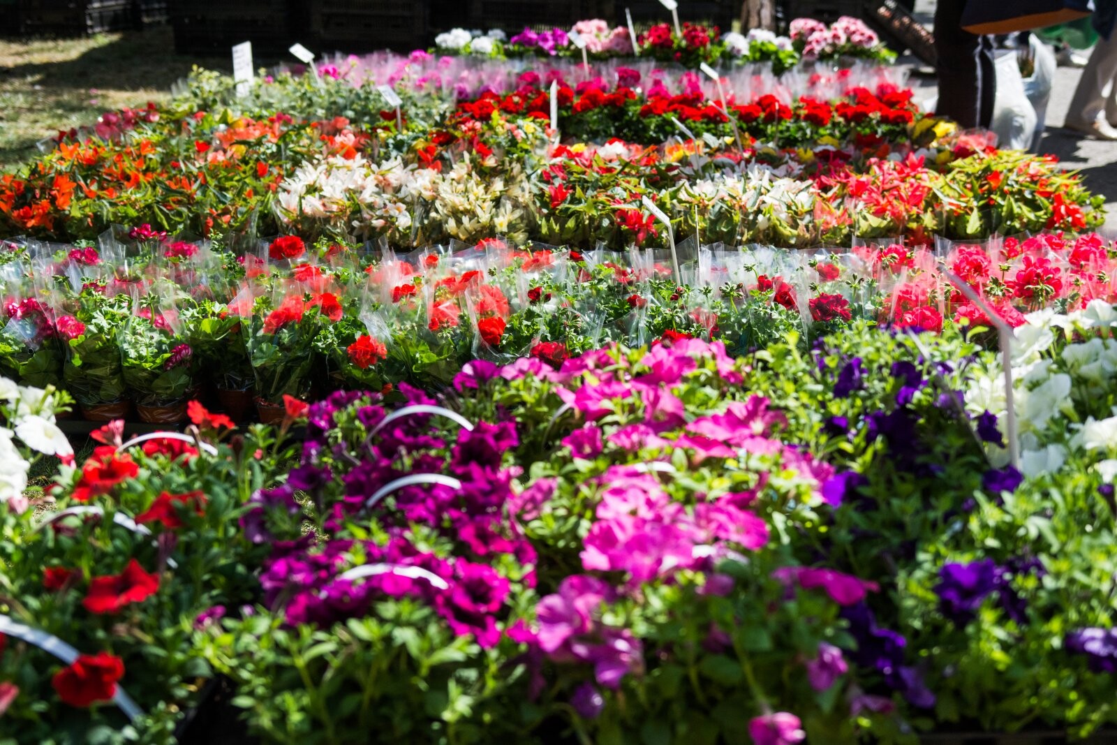 Zdroj: Flora Olomouc