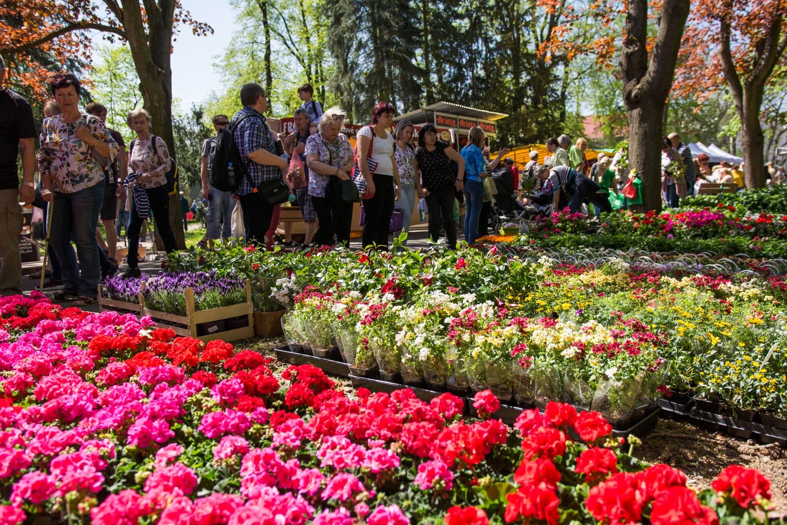 Zdroj: Flora Olomouc