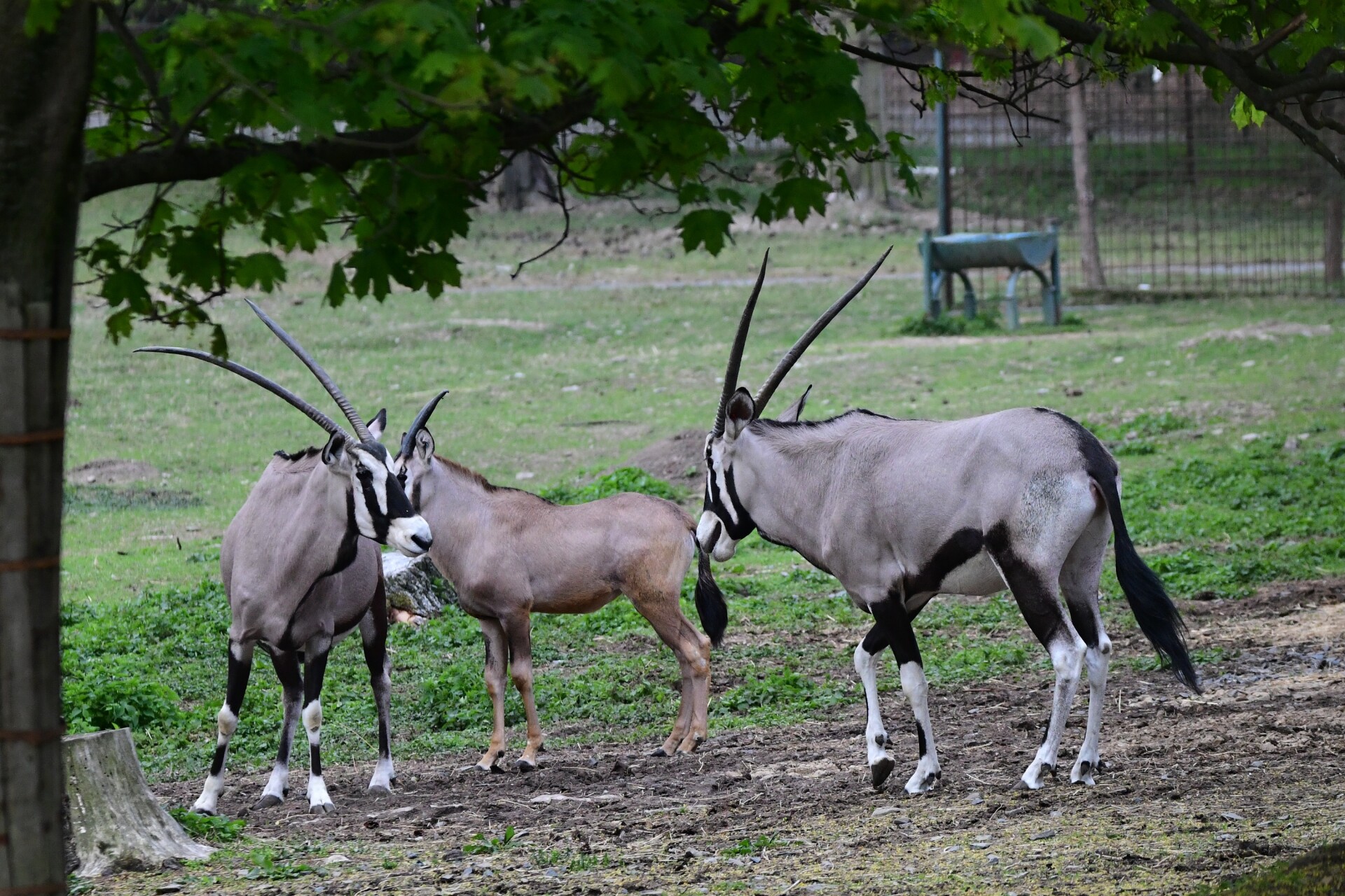 zdroj: Zoo Olomouc