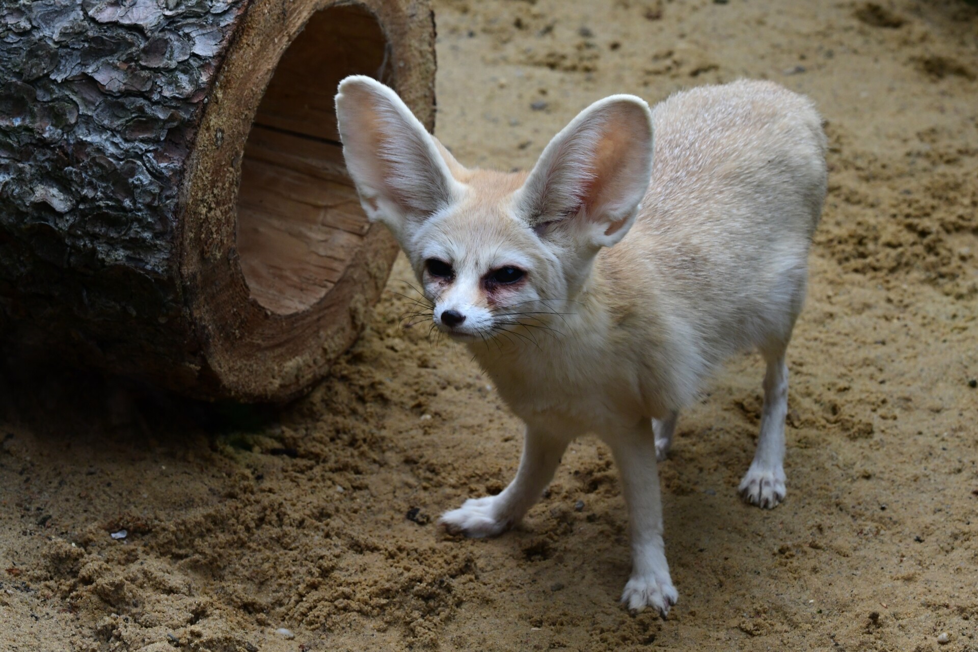 zdroj: Zoo Olomouc