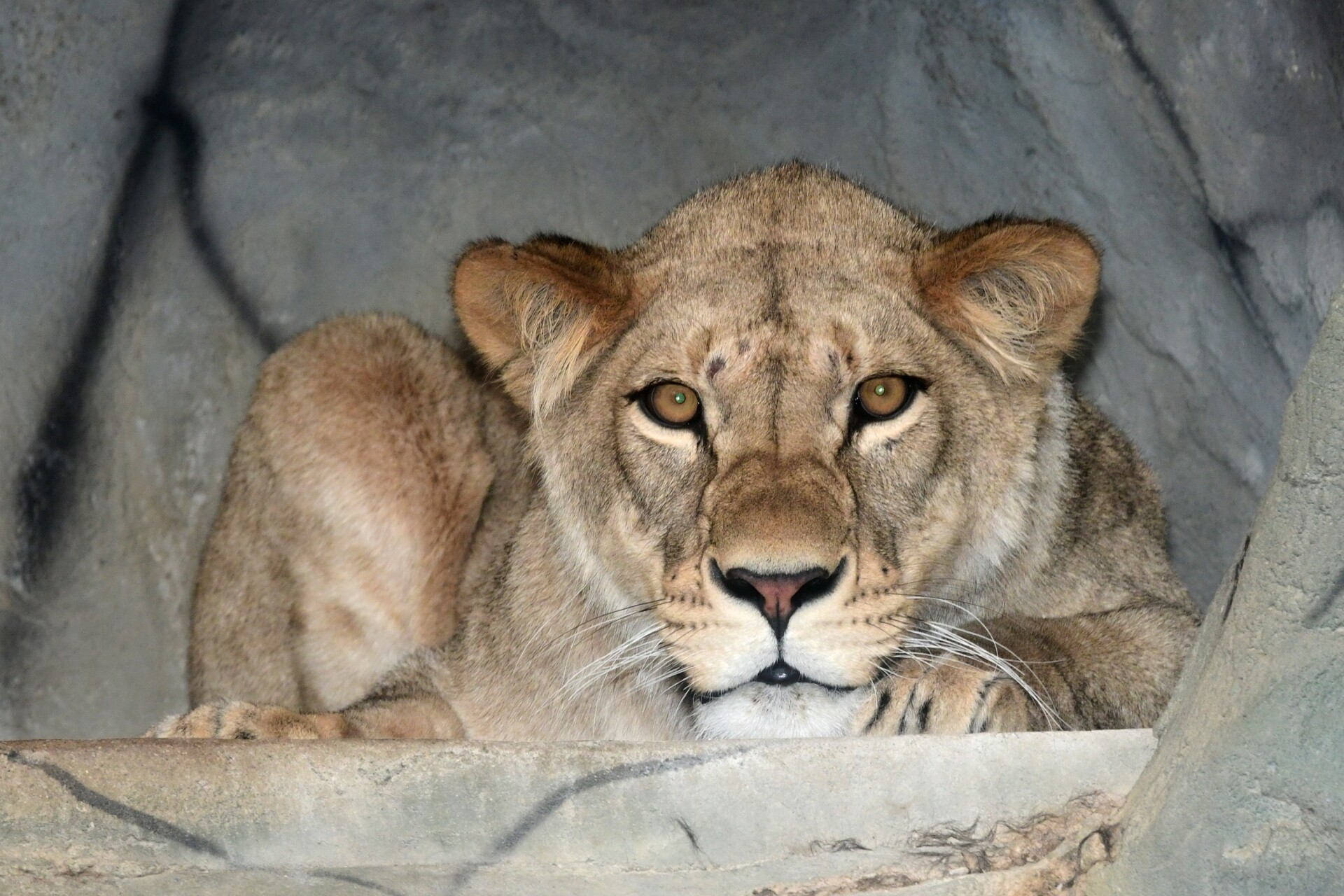 Zdroj: Zoo Olomouc