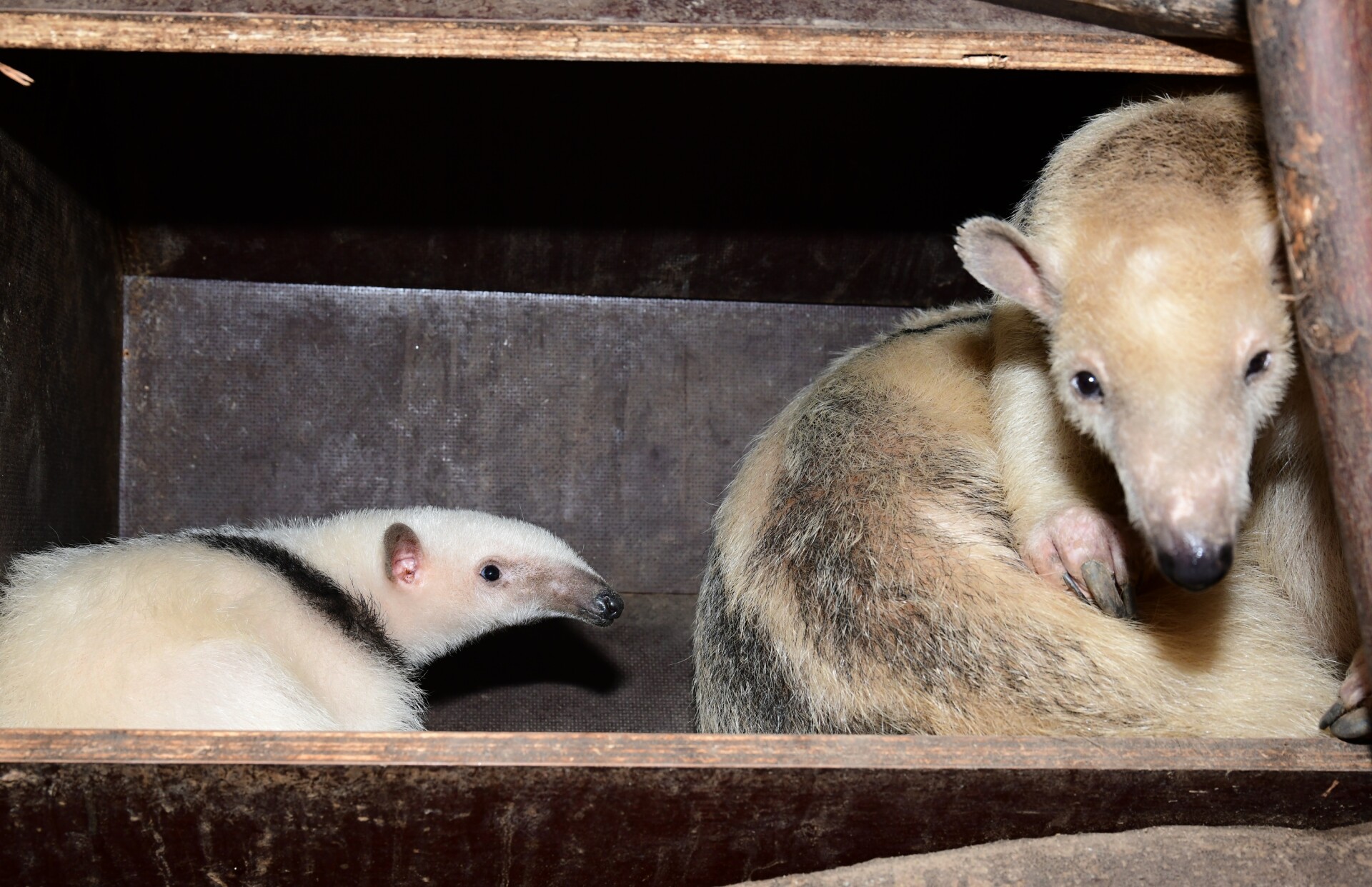 Zdroj: Zoo Olomouc
