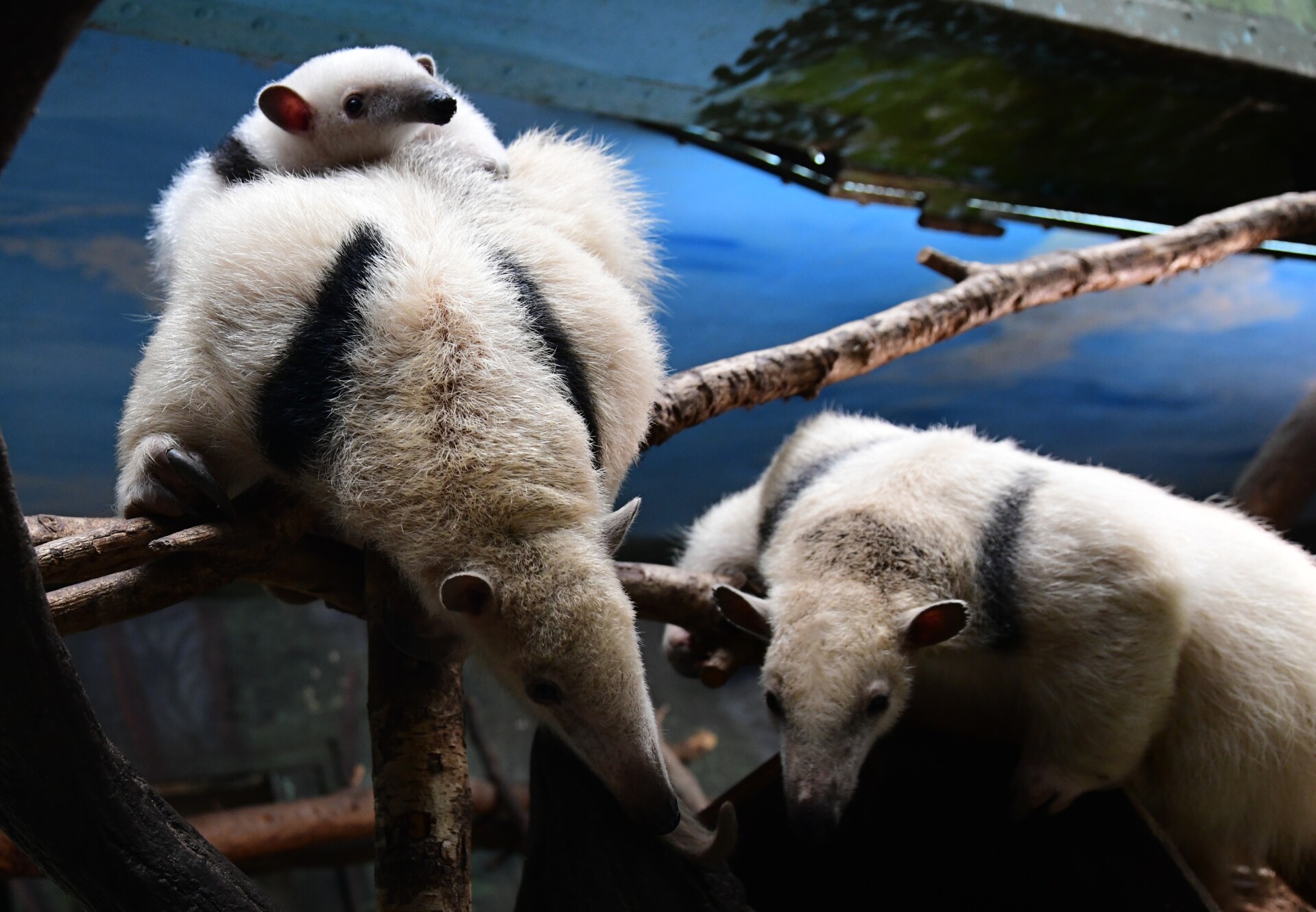 Zdroj: Zoo Olomouc