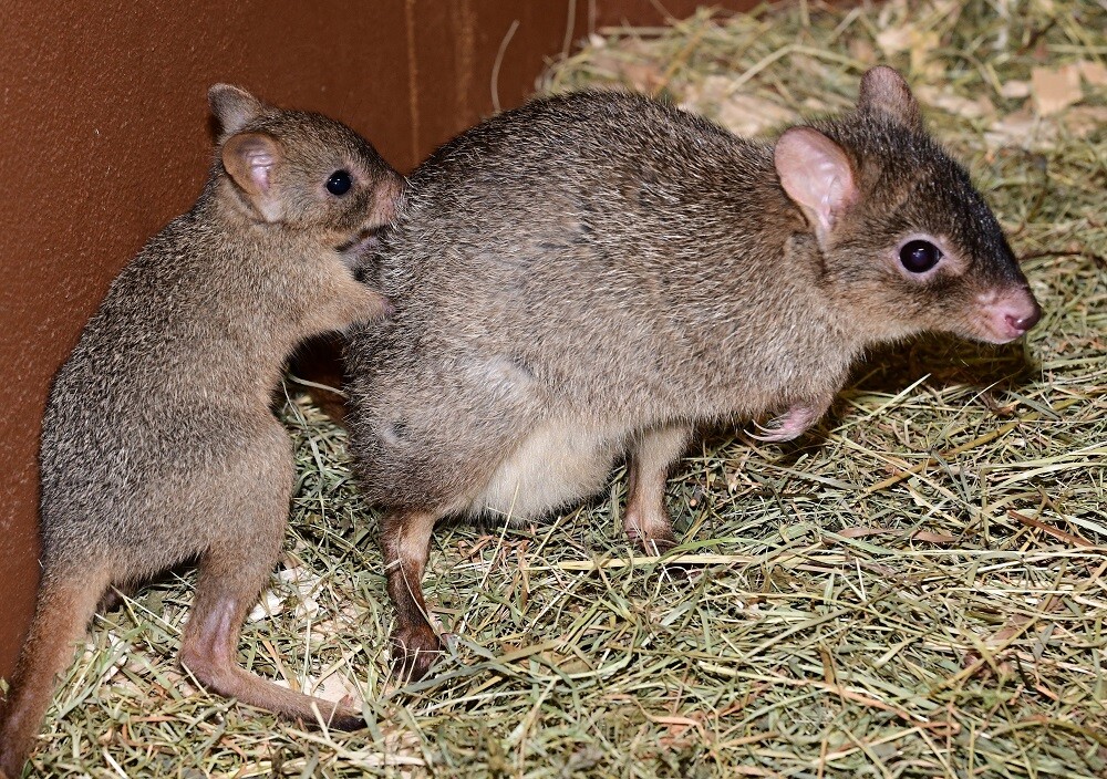 Foto: Zoo Olomouc