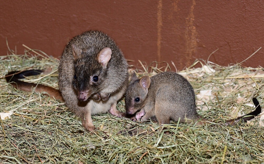 Foto: Zoo Olomouc
