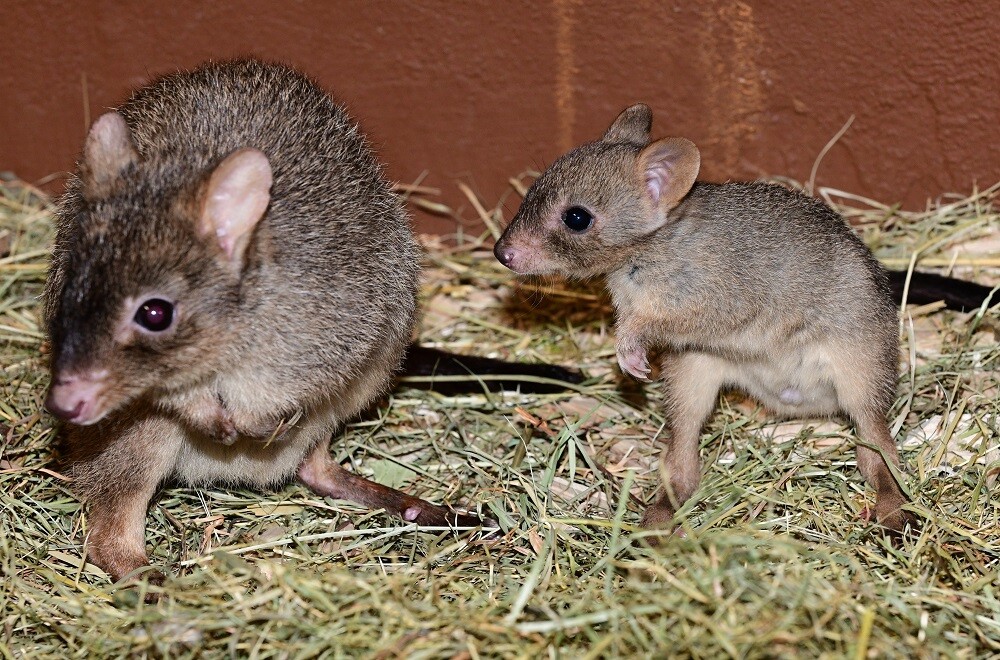 Foto: Zoo Olomouc