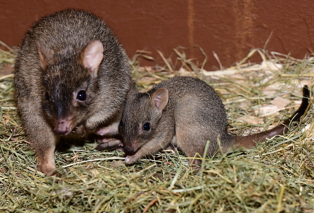 Foto: Zoo Olomouc