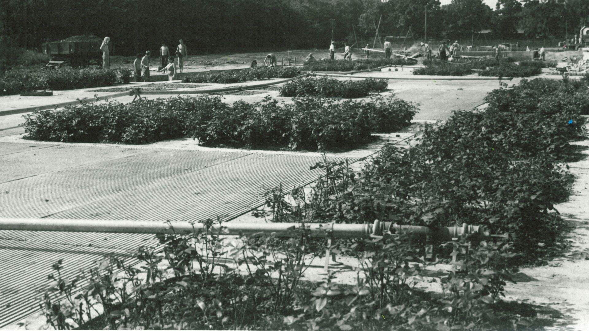 Zdroj: Flora Olomouc