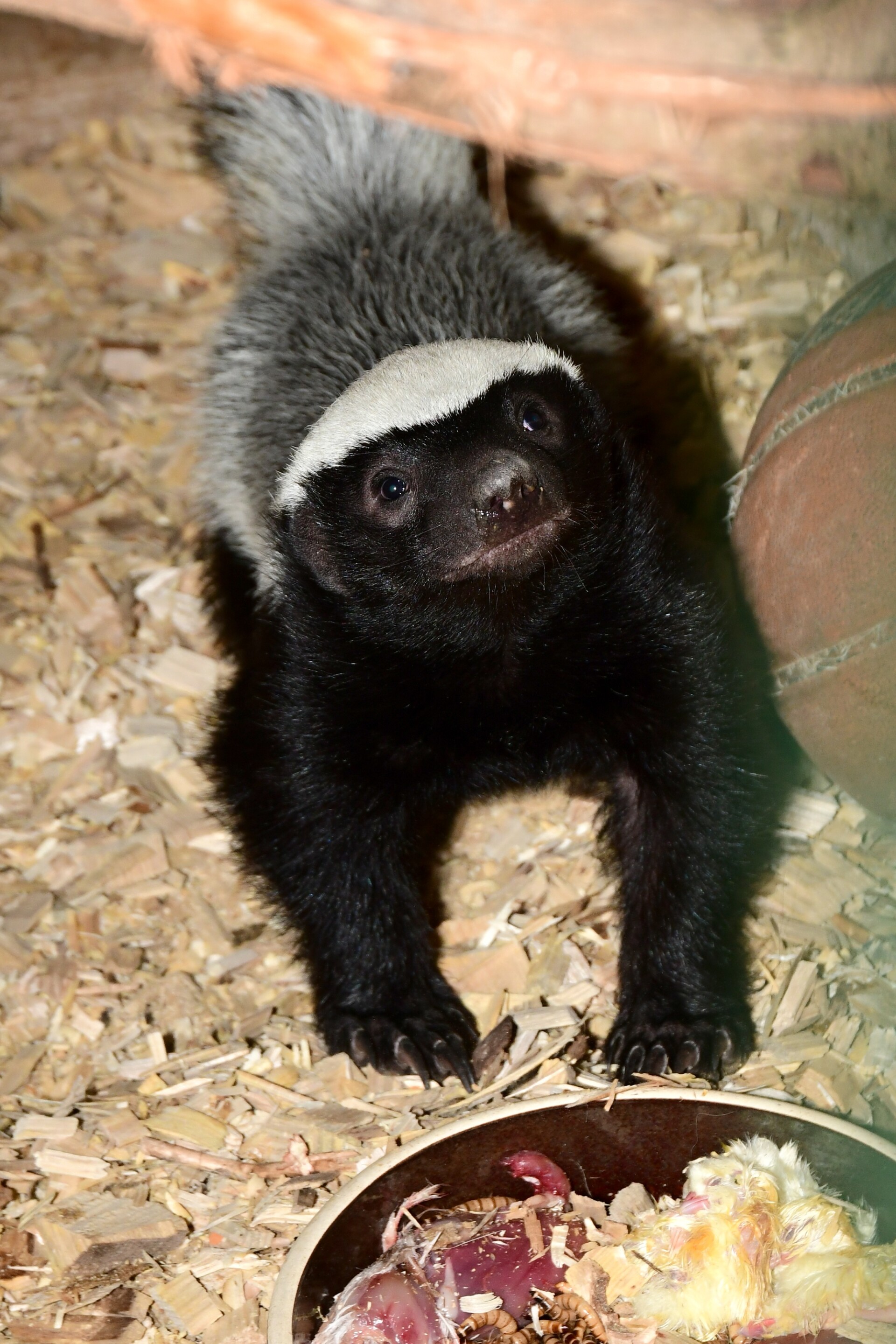 zdroj: Zoo Olomouc