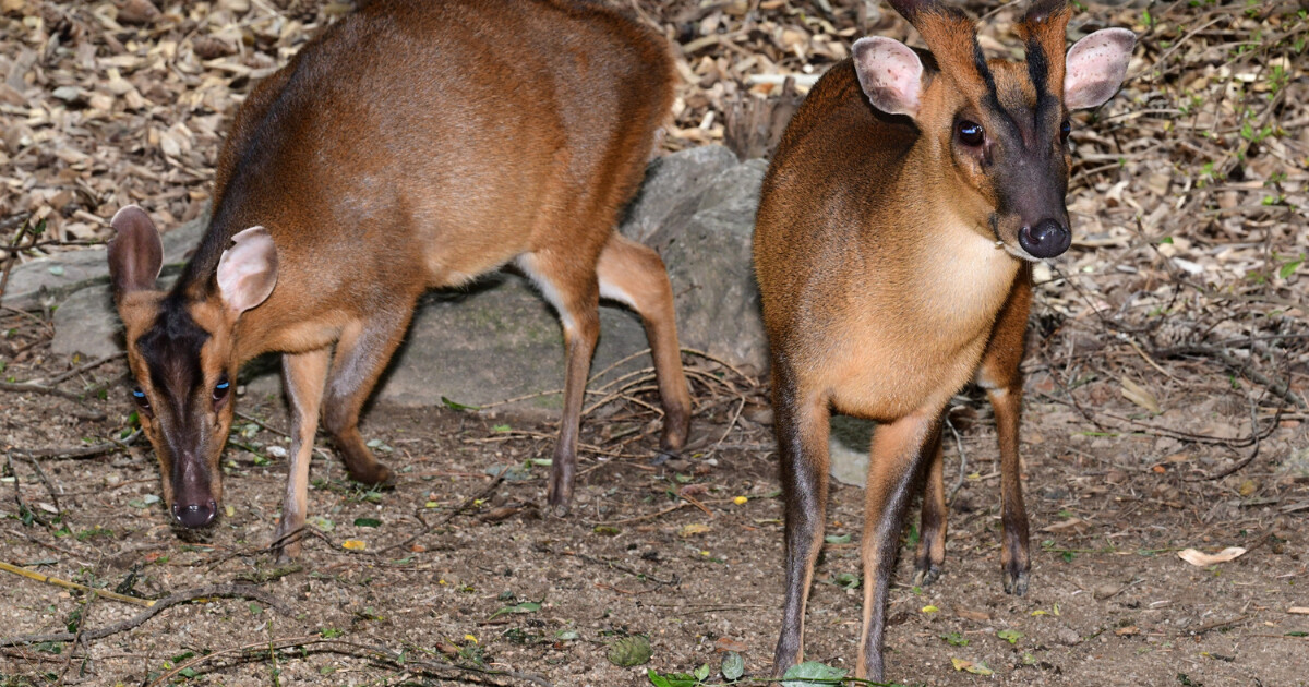 zdroj: Zoo Olomouc