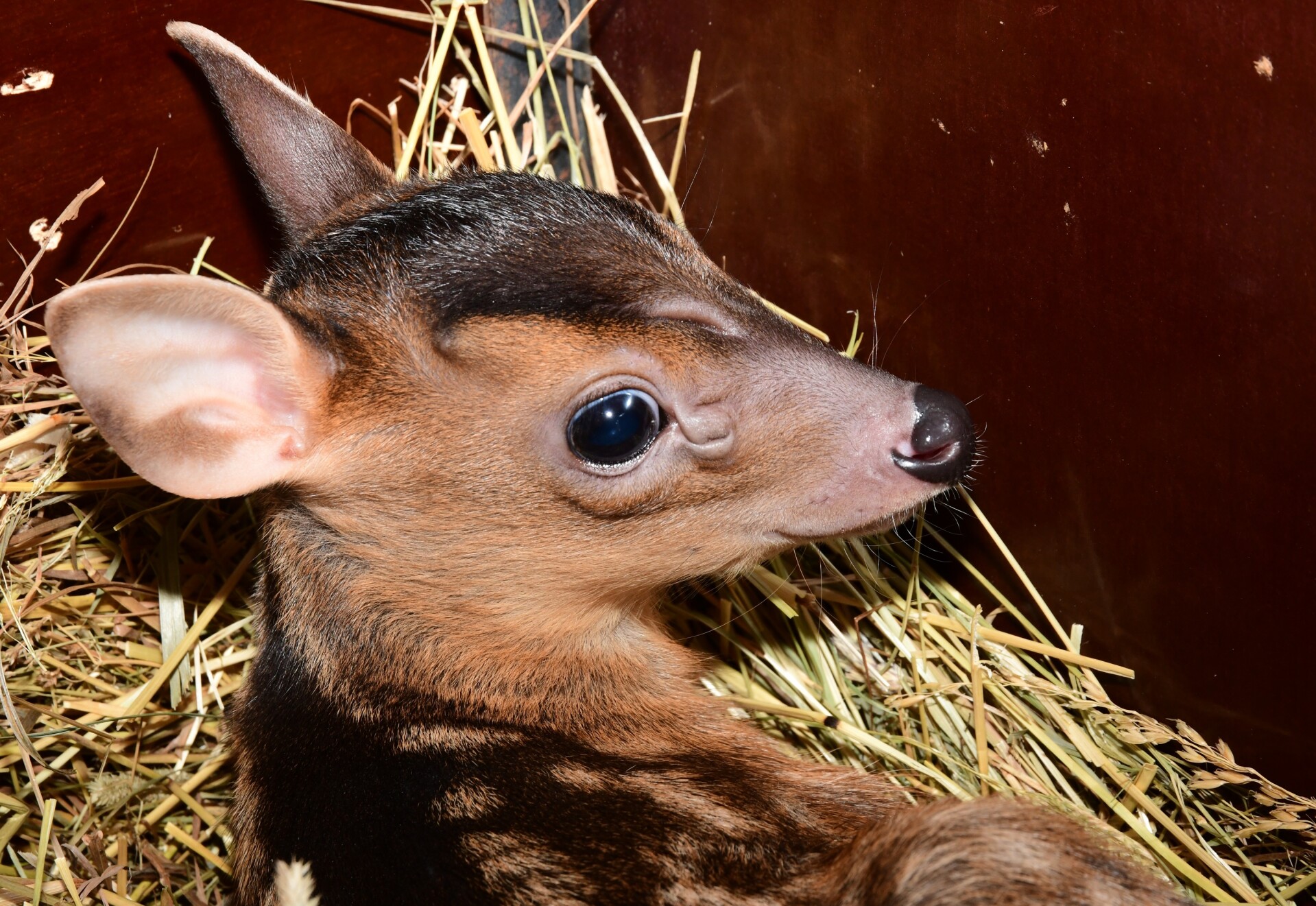 zdroj: Zoo Olomouc