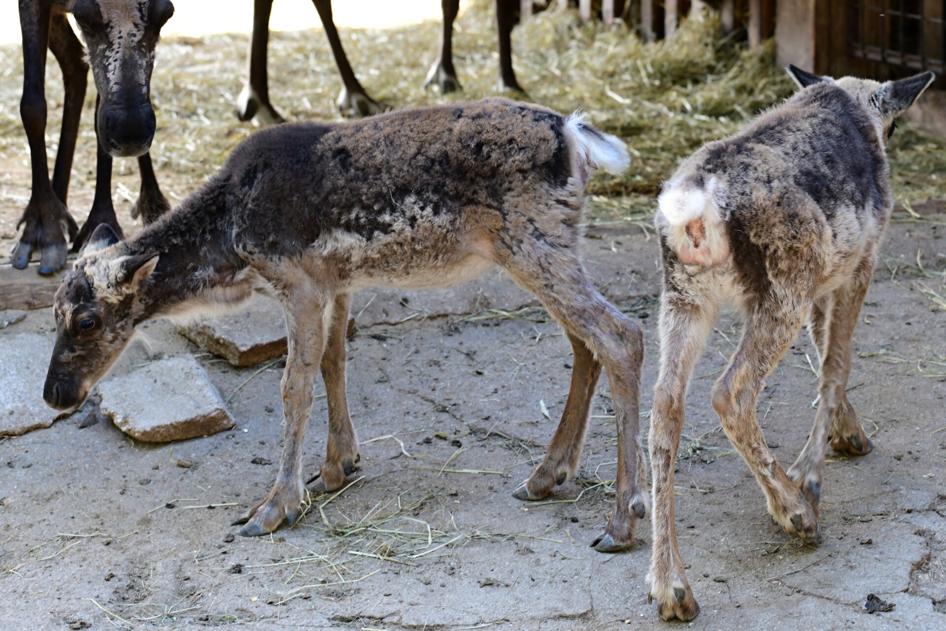 Zdroj: Zoo Olomouc