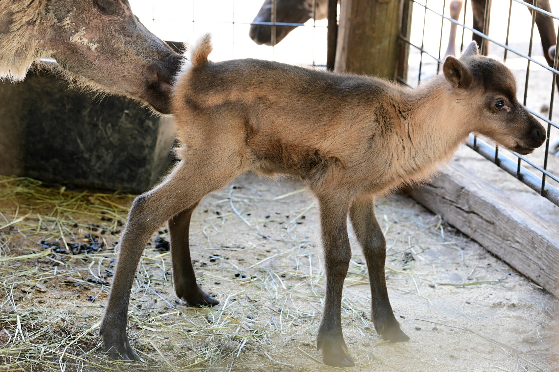 Zdroj: Zoo Olomouc