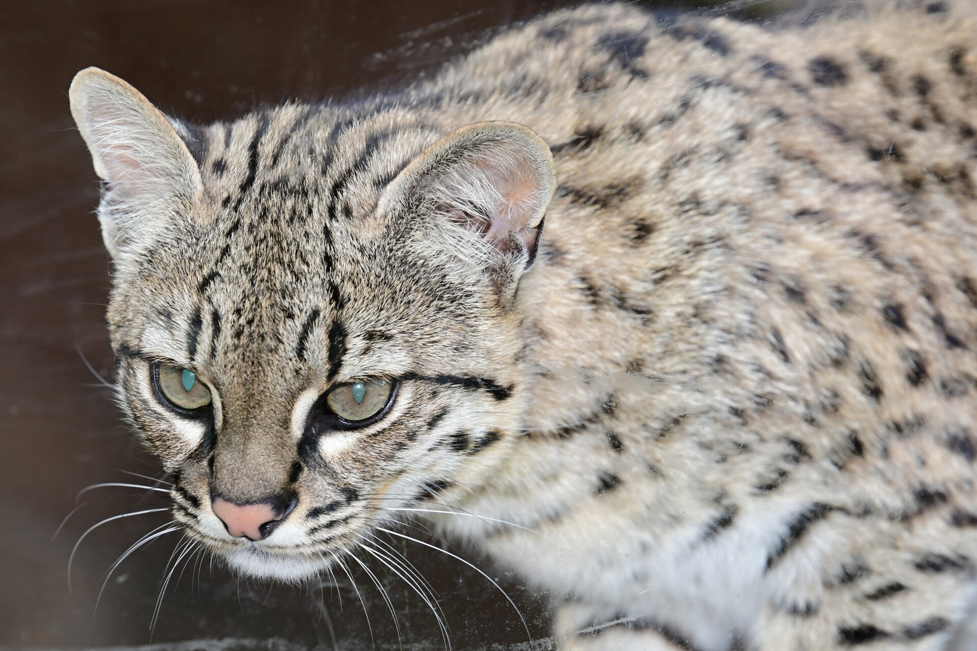 zdroj: Zoo Olomouc