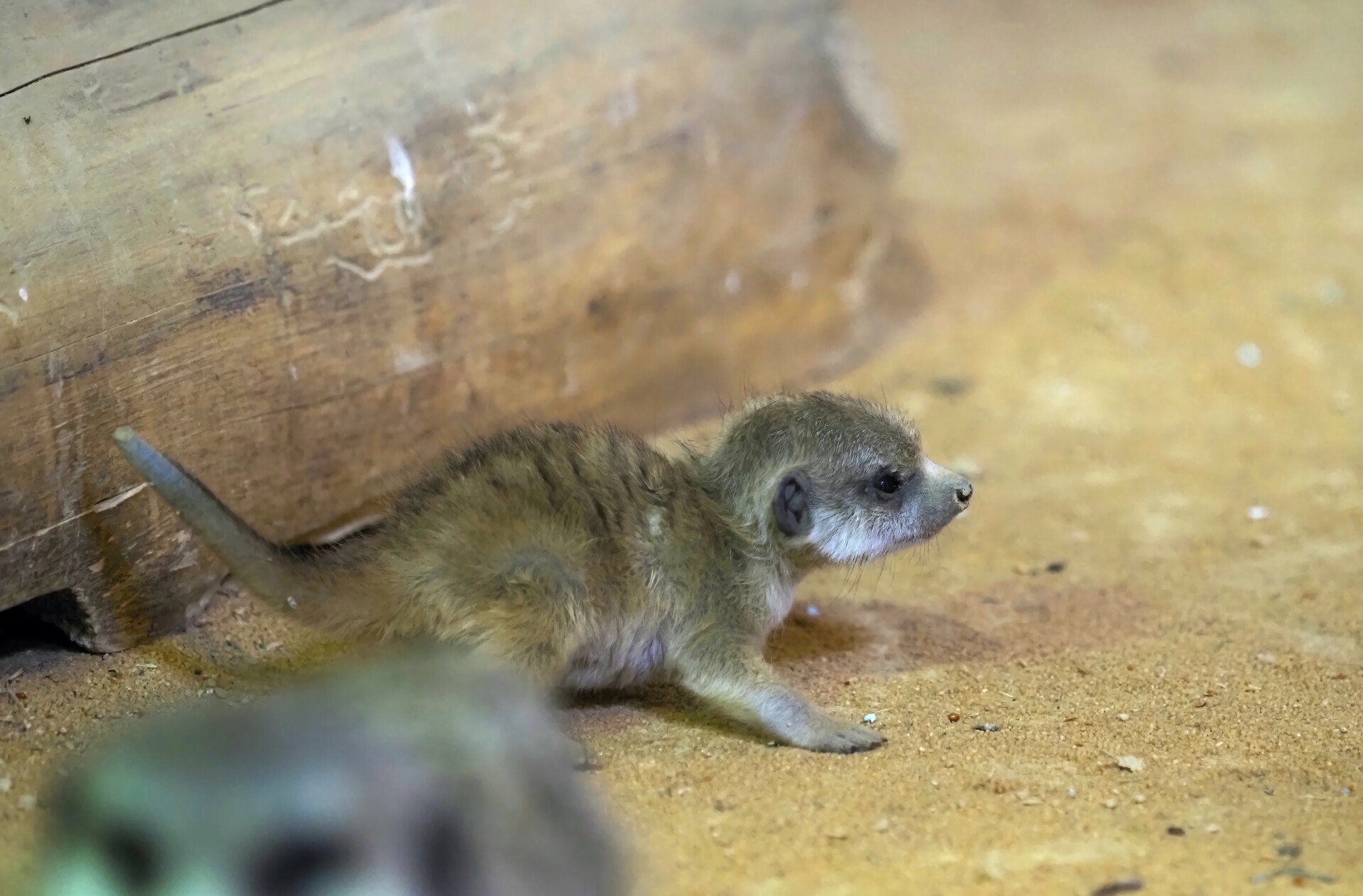 Zdroj: Zoo Olomouc
