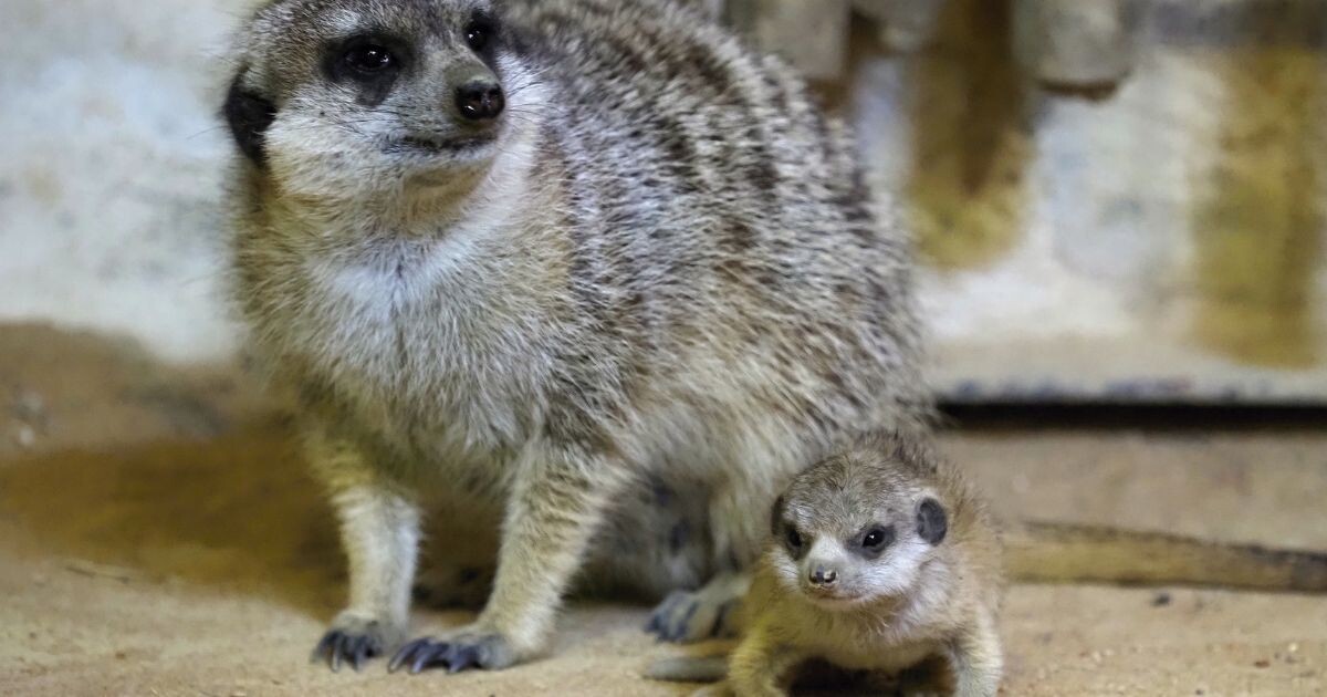 Zdroj: Zoo Olomouc