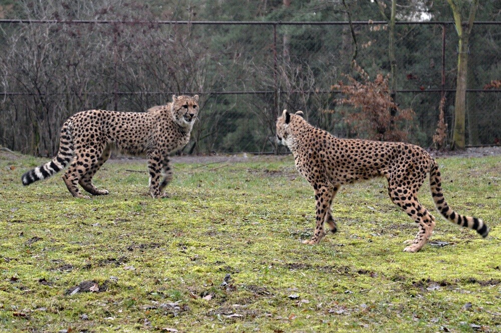 zdroj: Zoo Olomouc