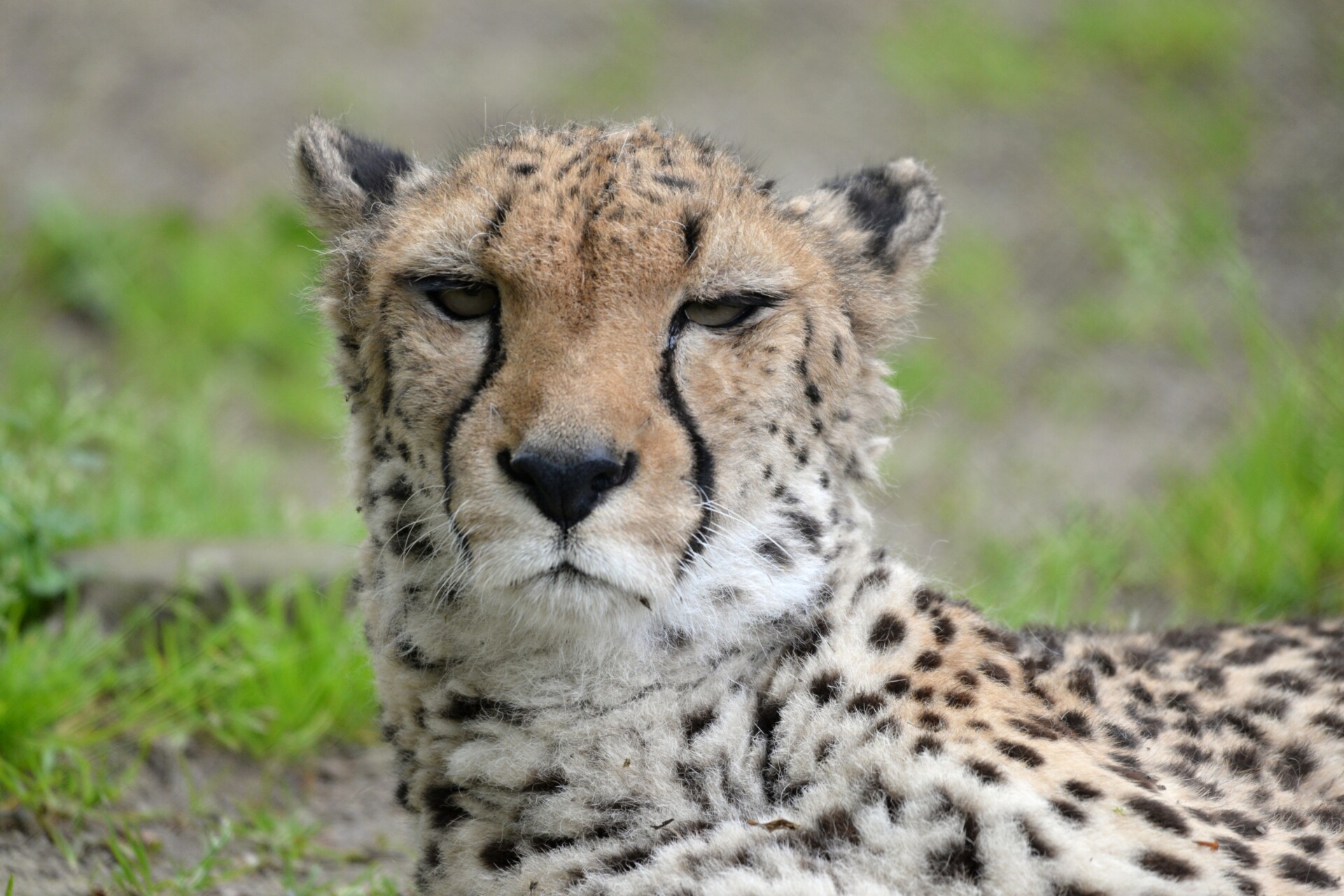 zdroj: Zoo Olomouc