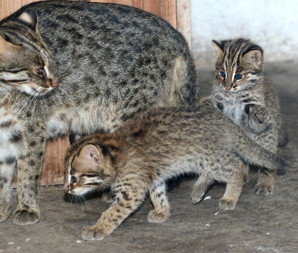 zdroj: Zoo Olomouc