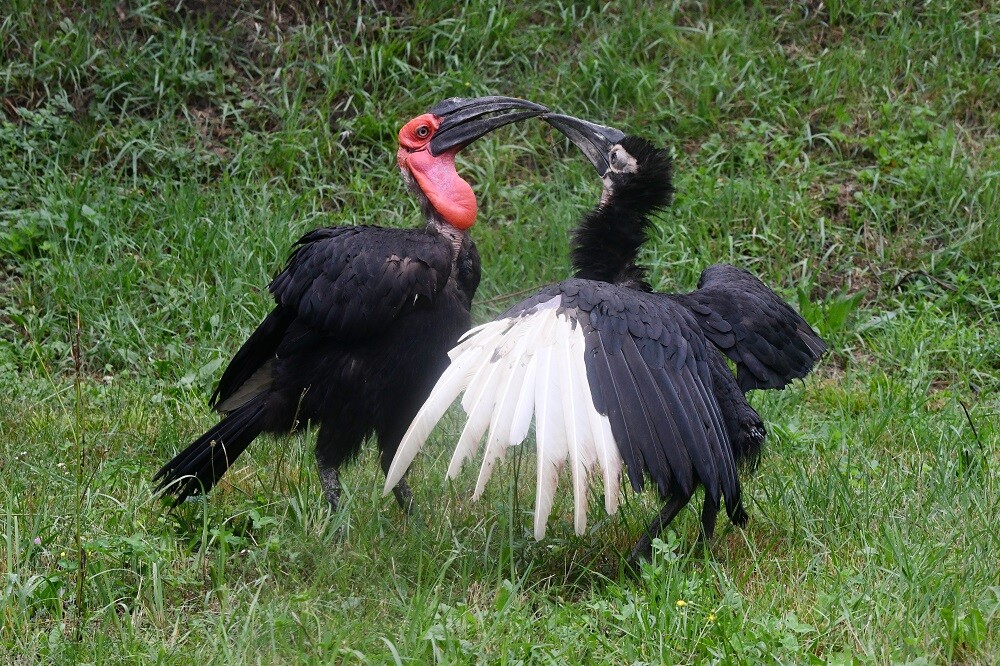 zdroj: Zoo Olomouc