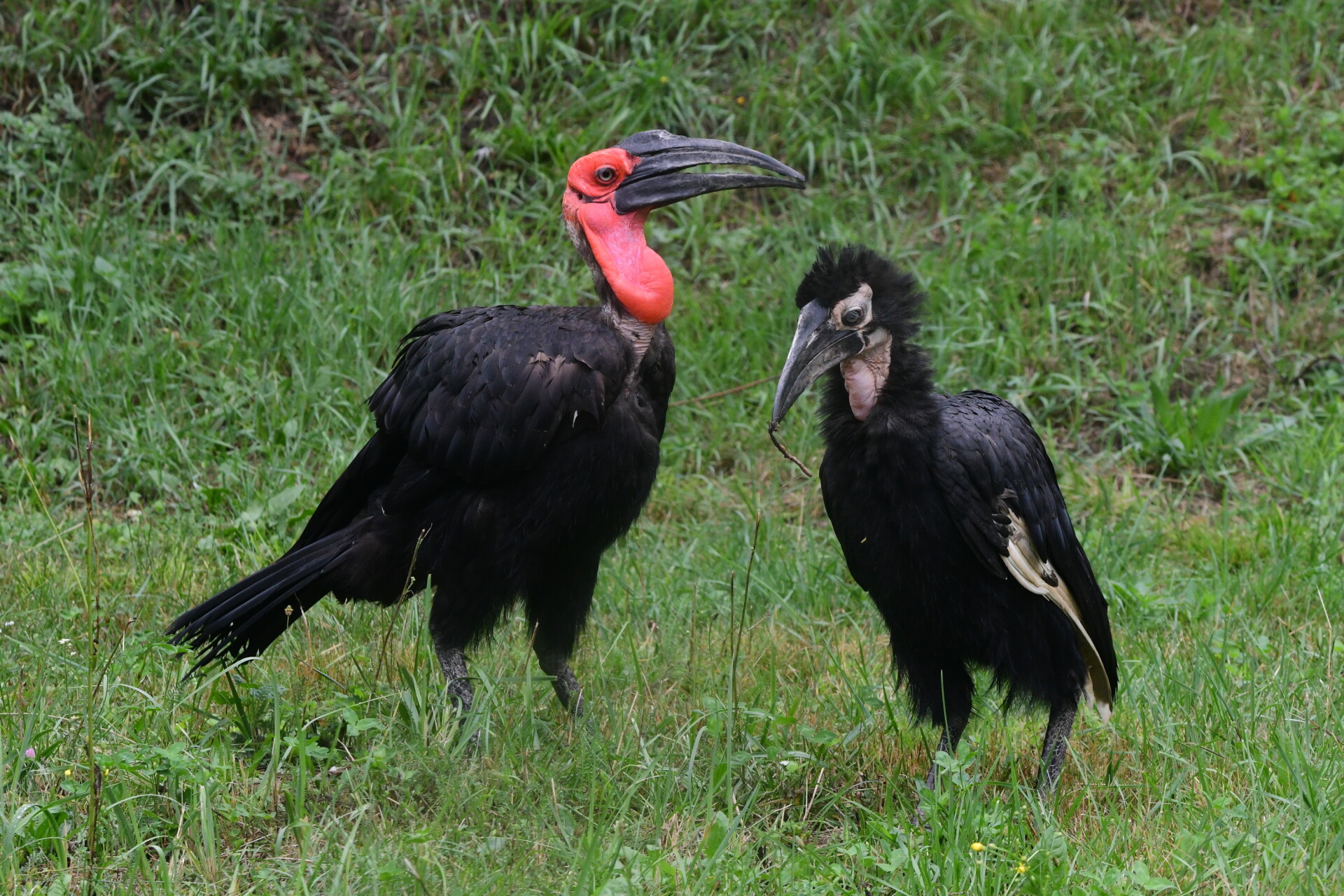 zdroj: Zoo Olomouc