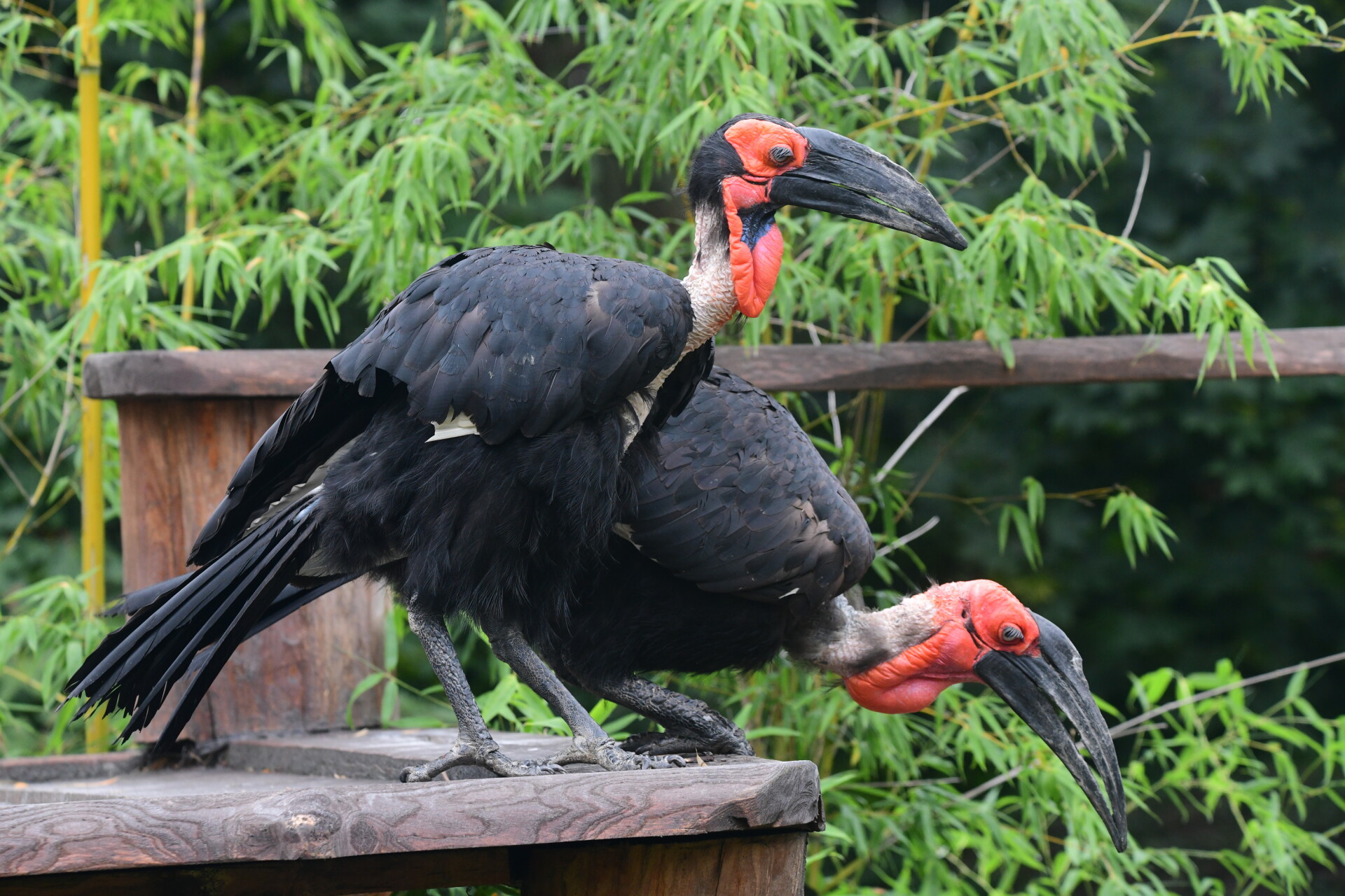 zdroj: Zoo Olomouc