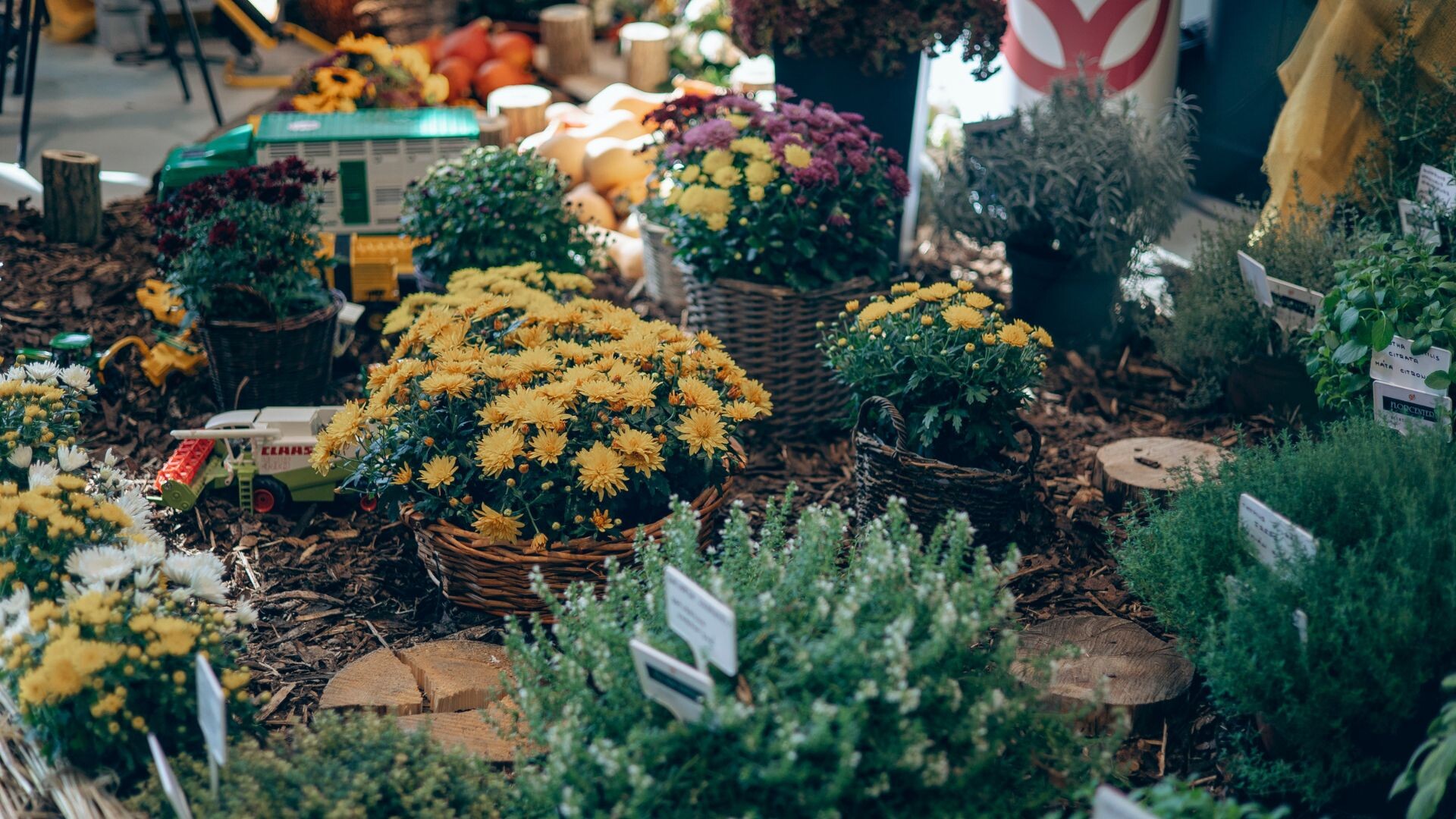 Zdroj: Flora Olomouc