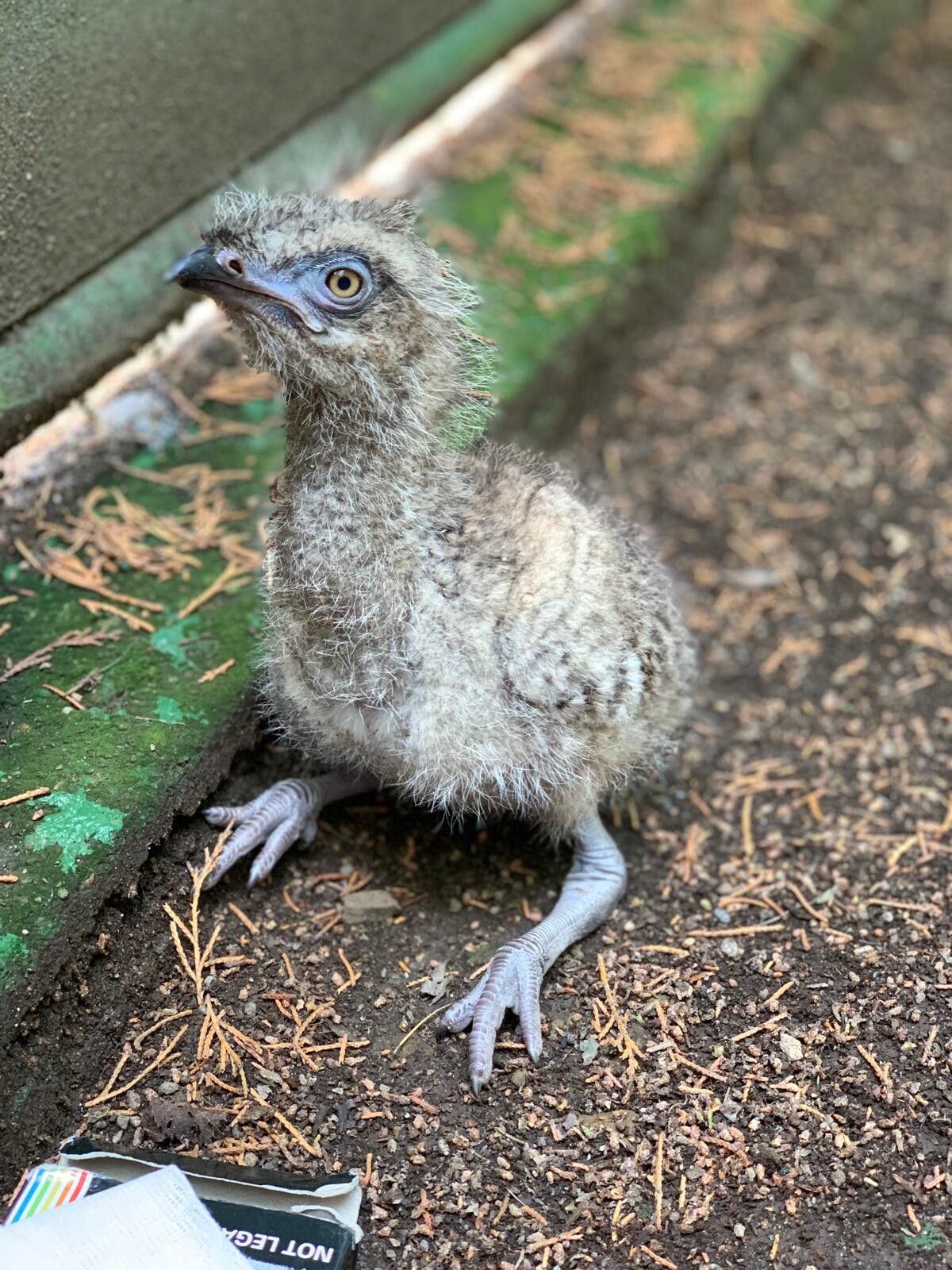 Zdroj: Zoo Olomouc