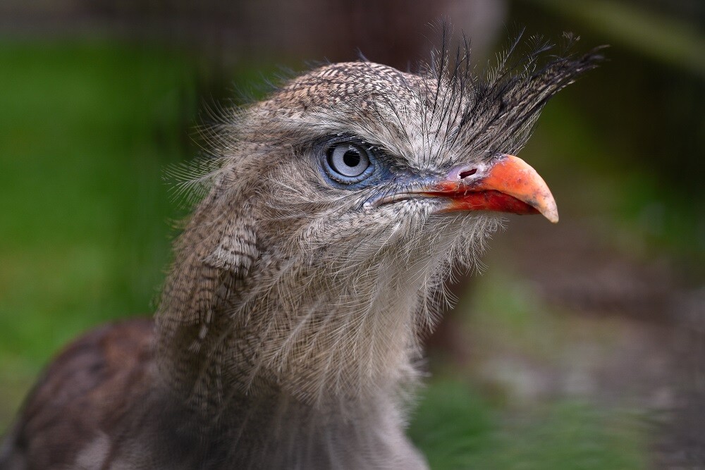 Zdroj: Zoo Olomouc
